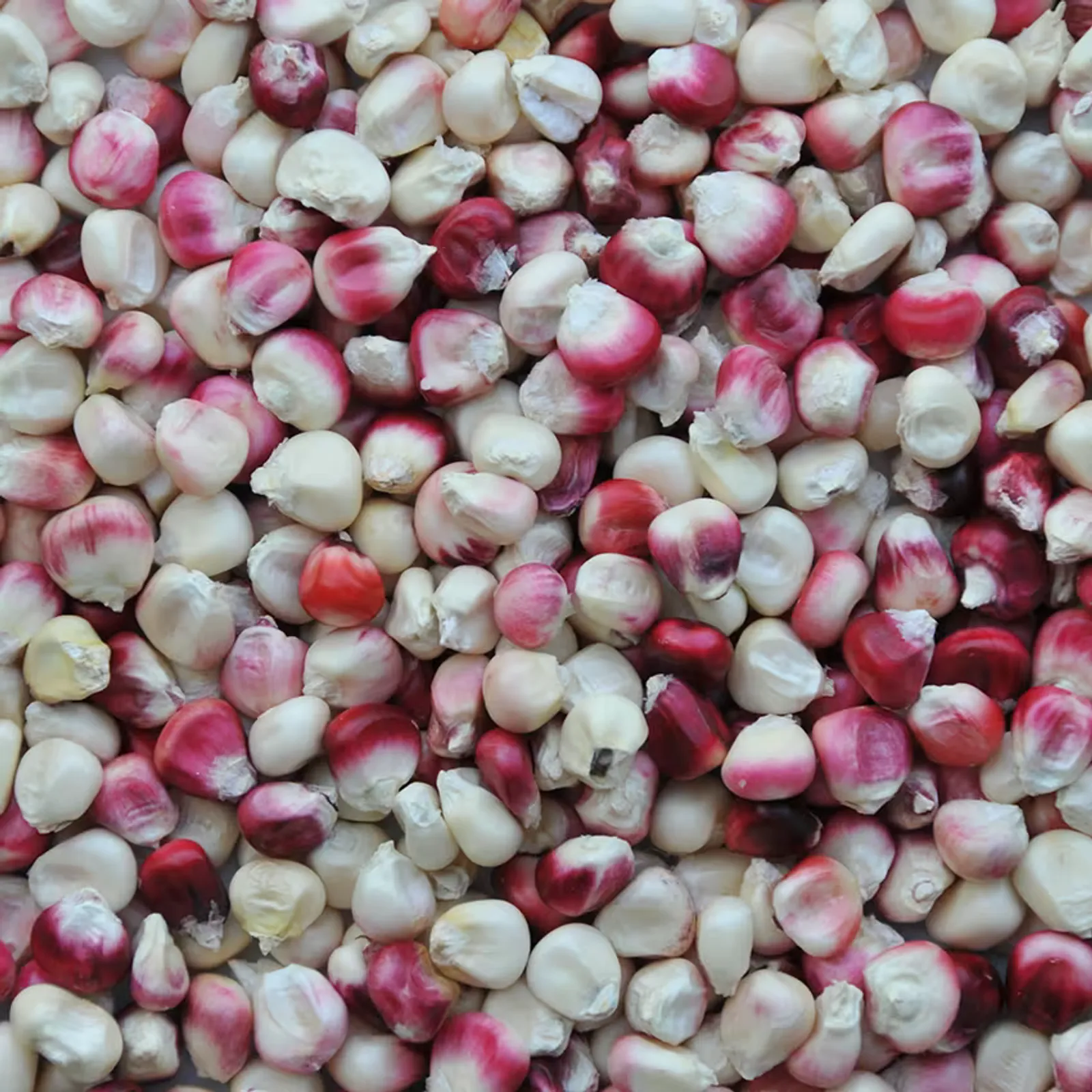 Hopi Pink Flour Corn