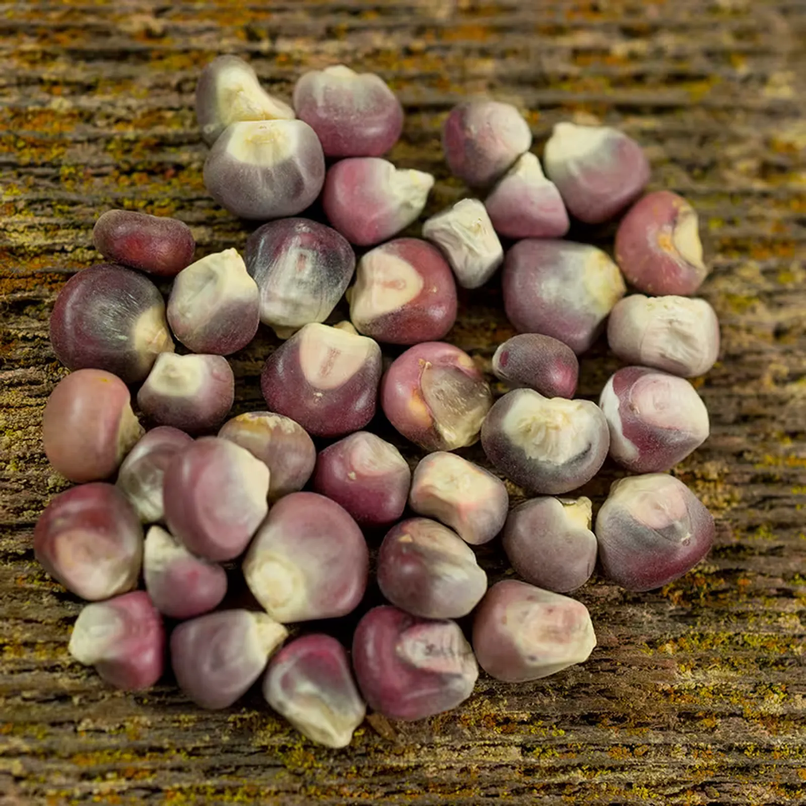 Hopi Purple Corn