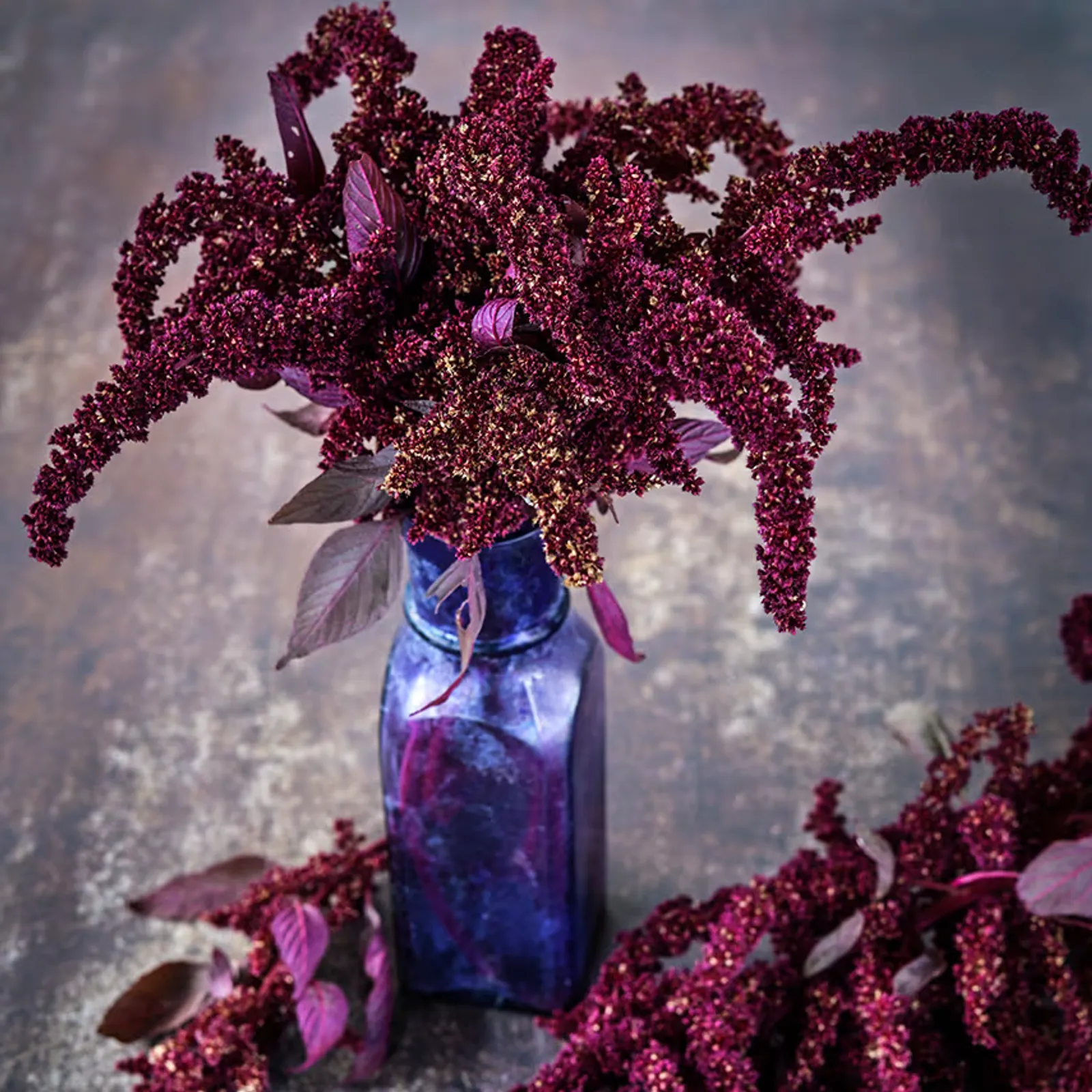 Hopi Red Dye Amaranth