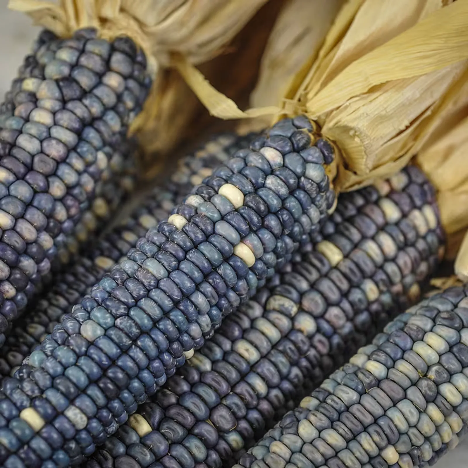 Hopi Turquoise Corn
