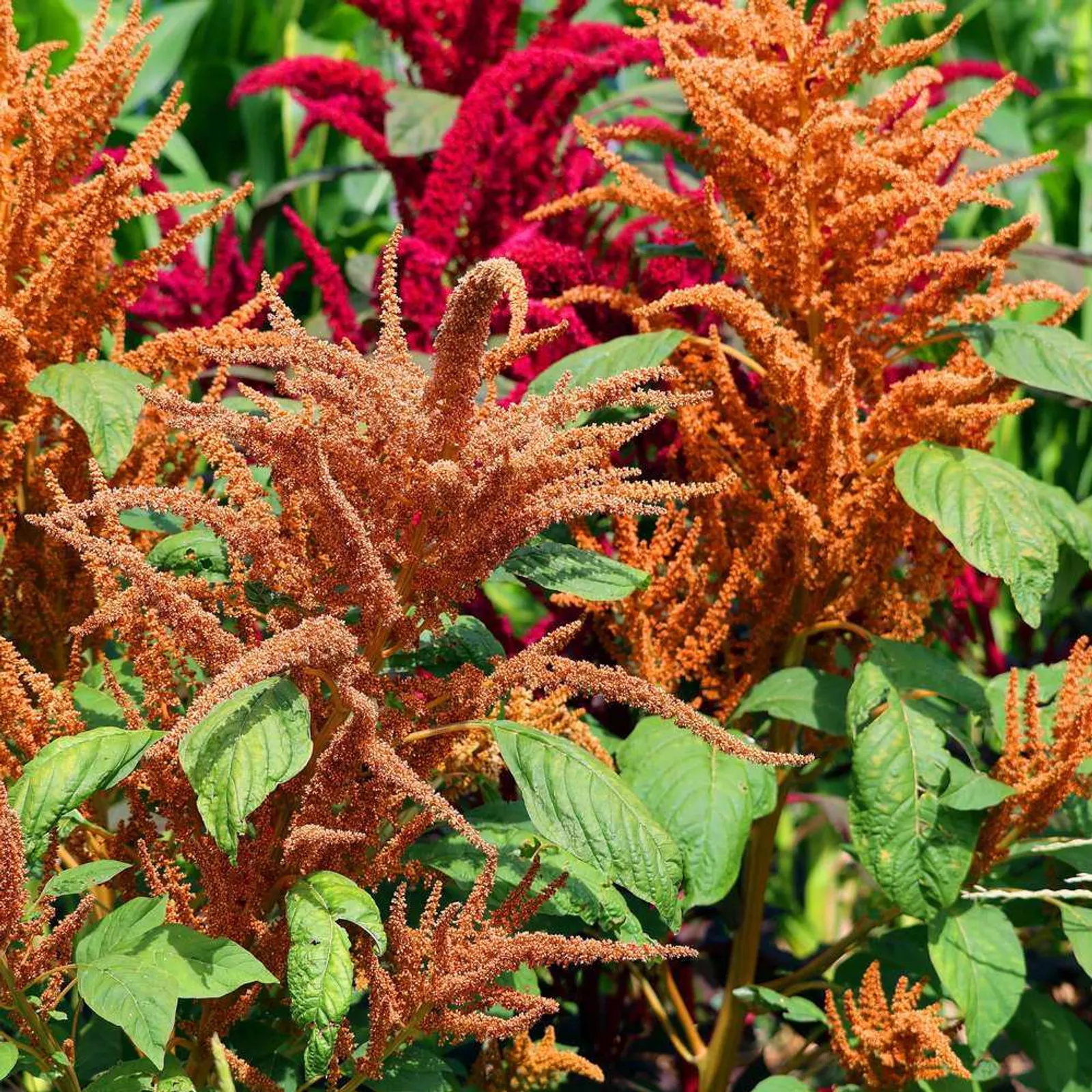 Hot Biscuits Amaranth