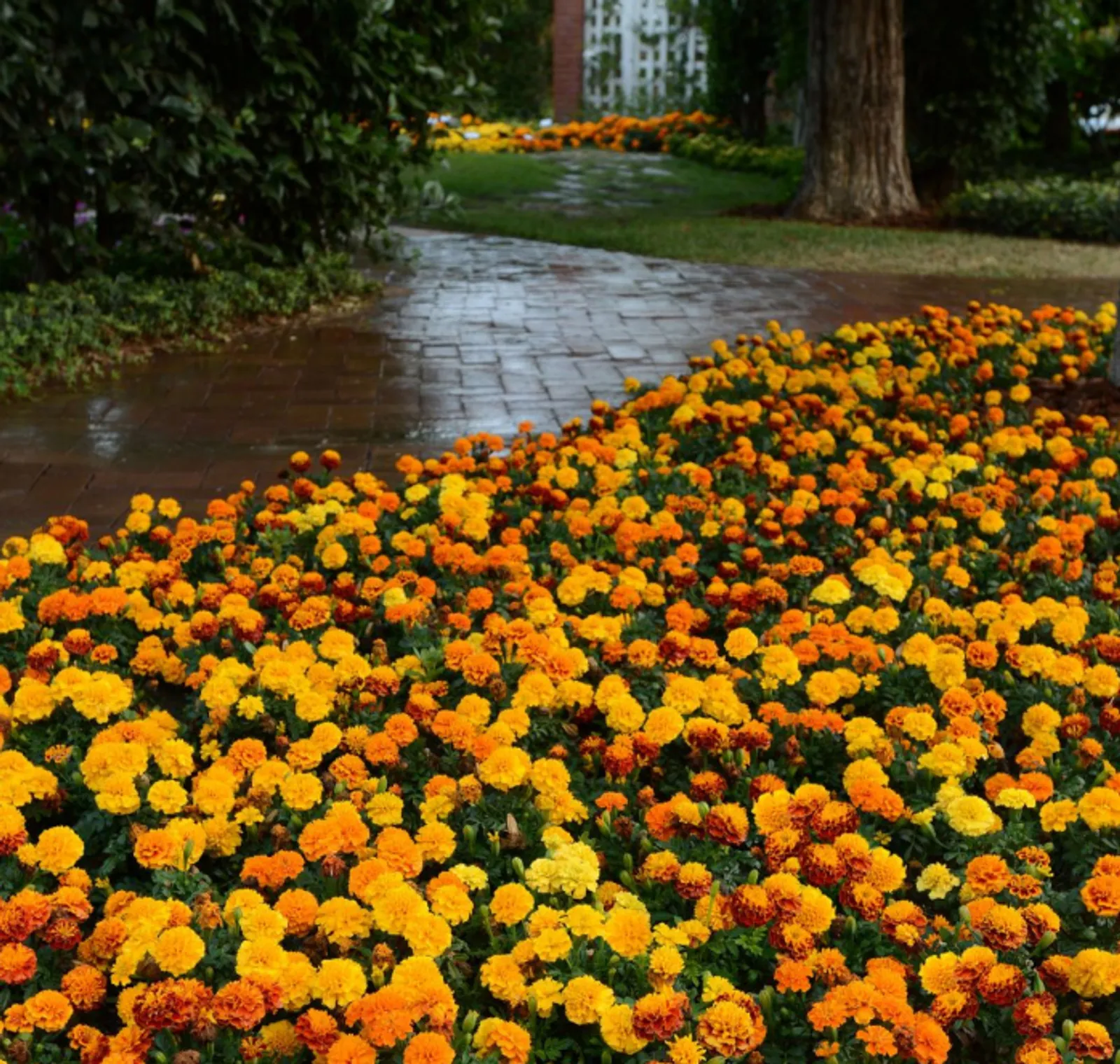 Hot Pak Mix Marigold
