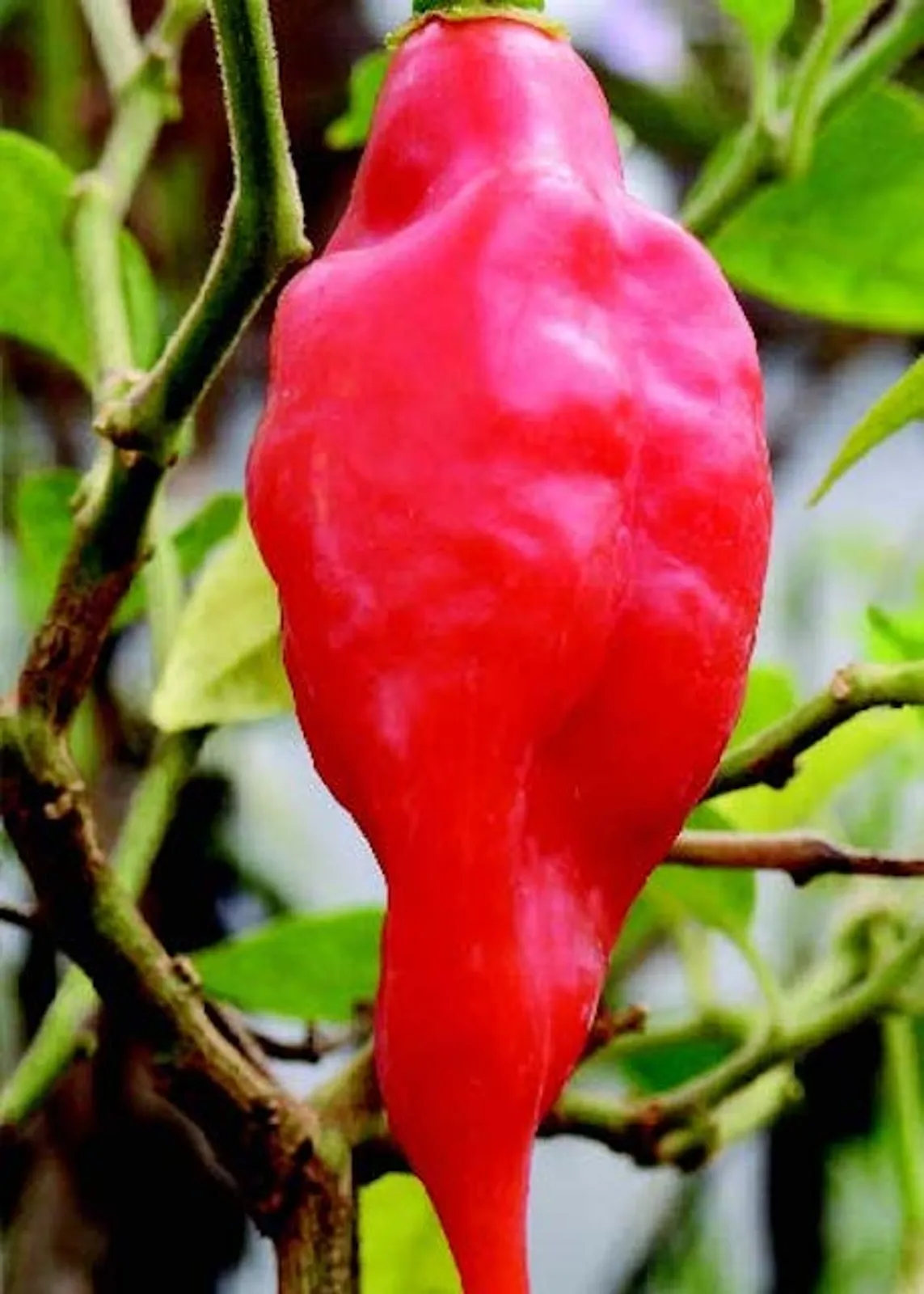 Hot Paper Lantern Peppers