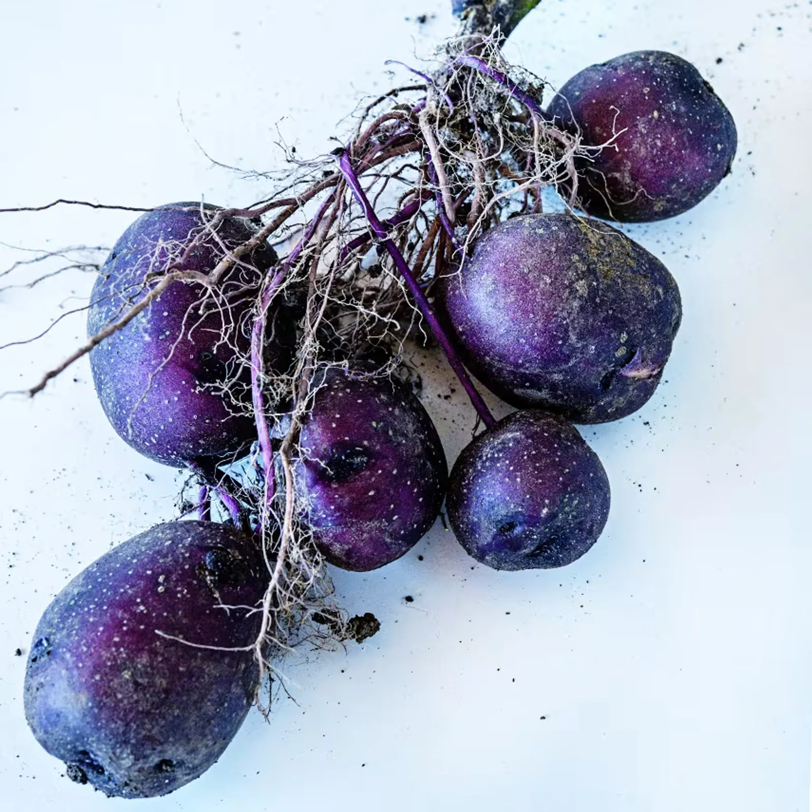 Huckleberry Gold Potatoes