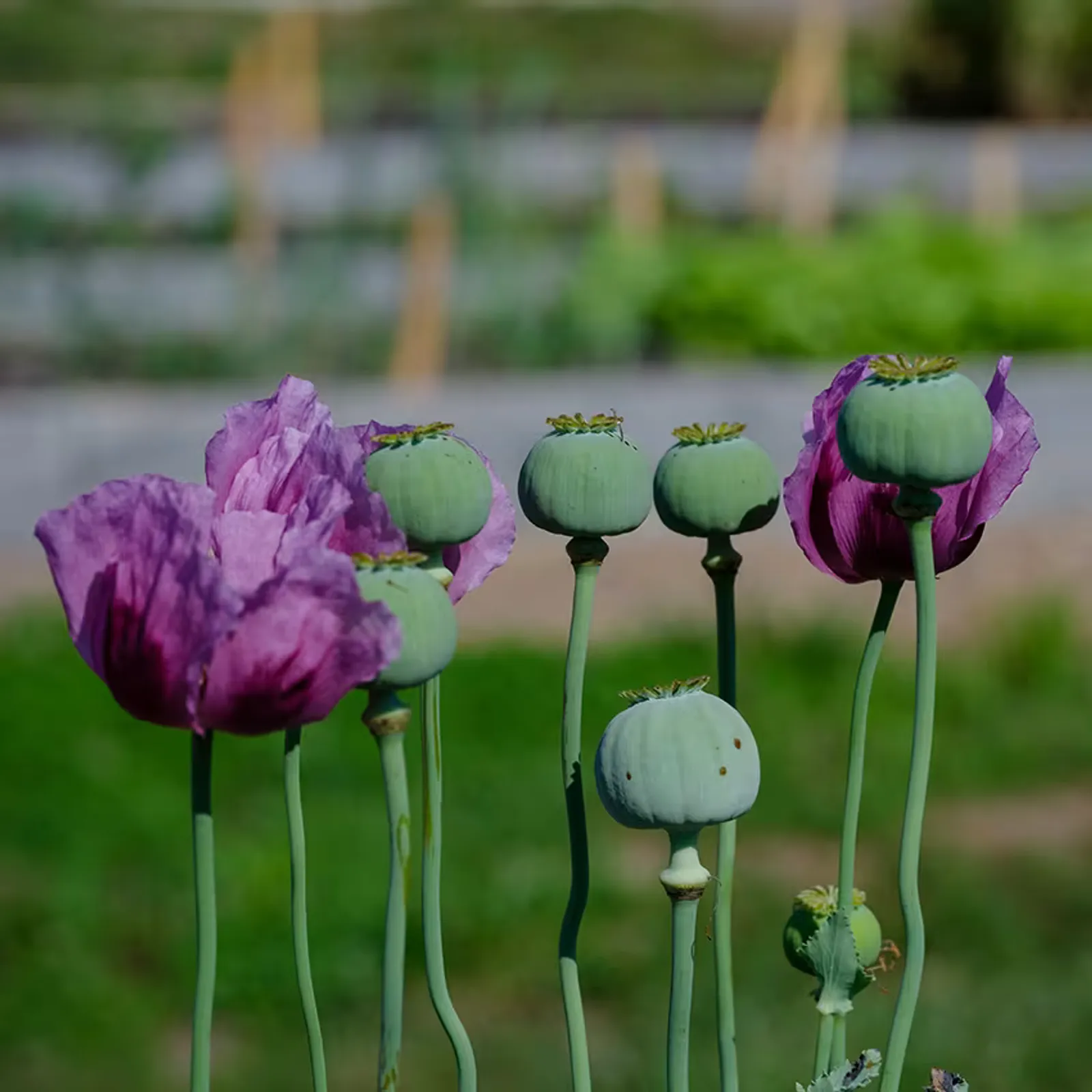 Hungarian Blue Breadseed California Poppy