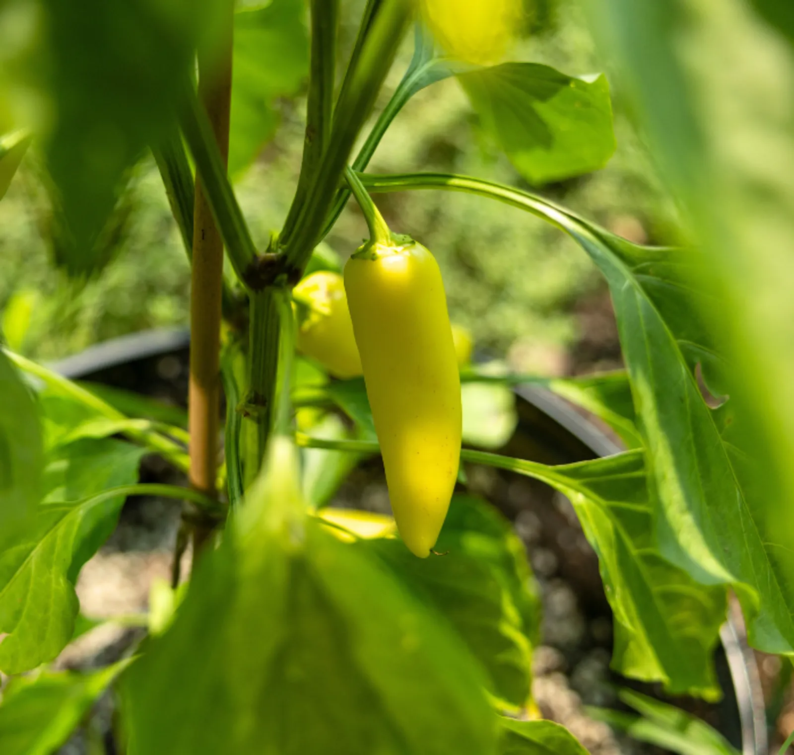 Hungarian Wax Peppers