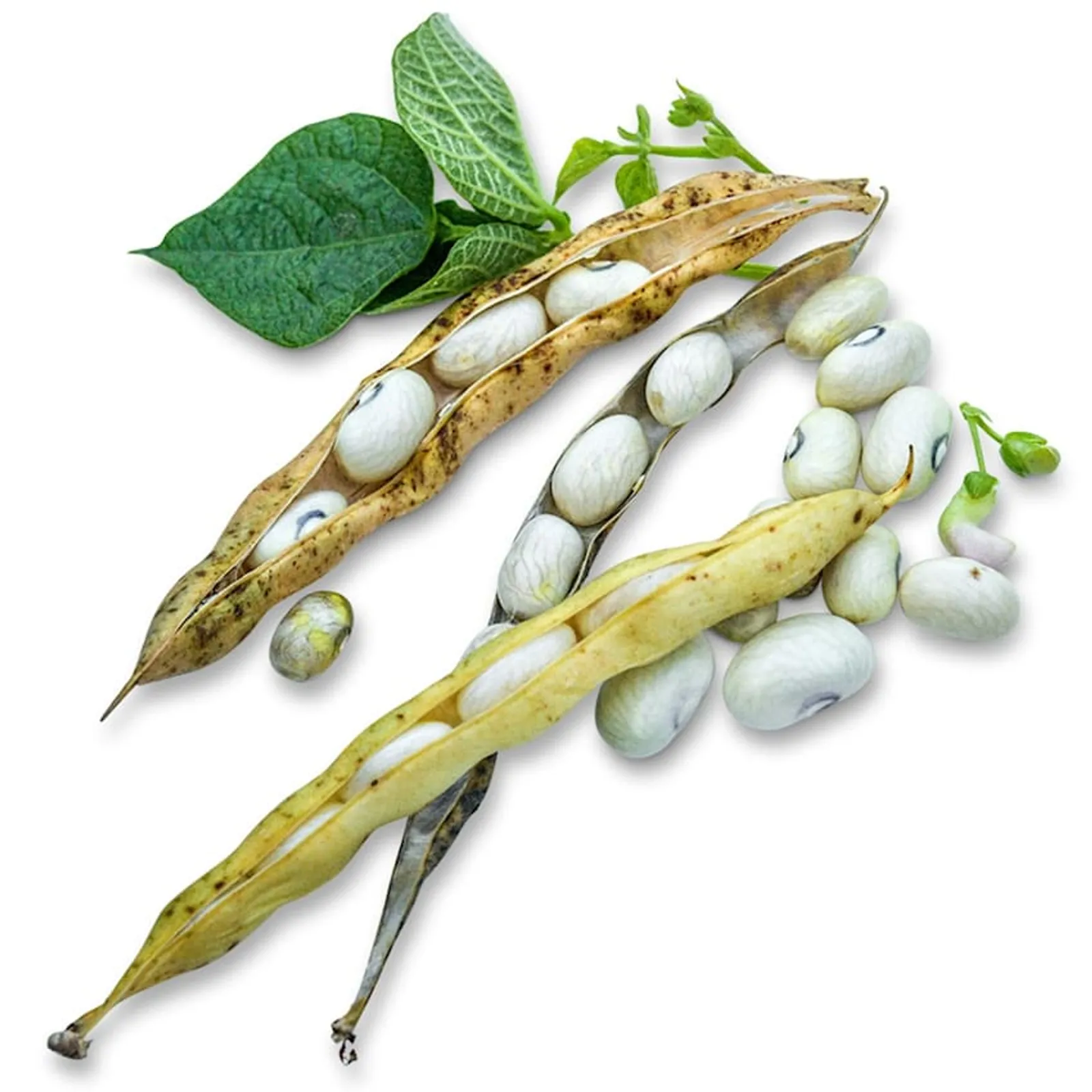 Hutterite Soup Beans