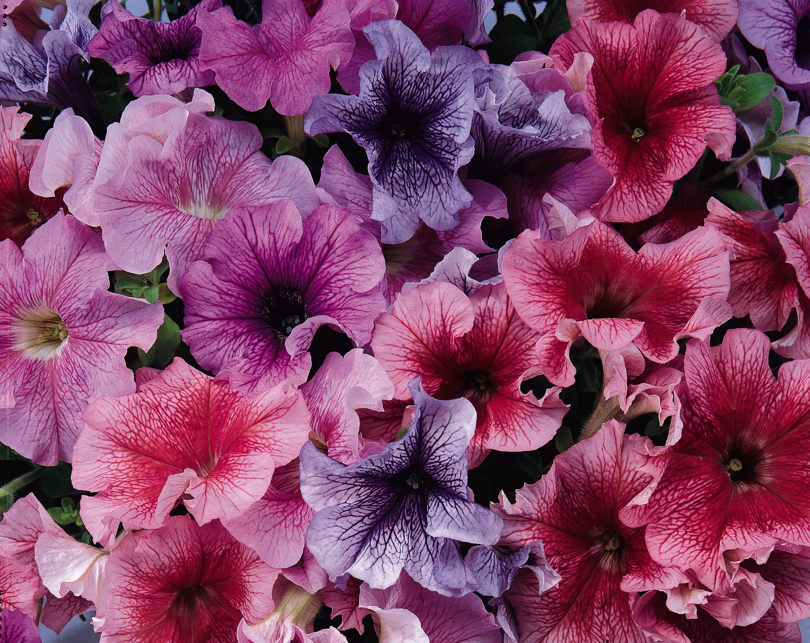 Hybrid Daddy Mix Petunia