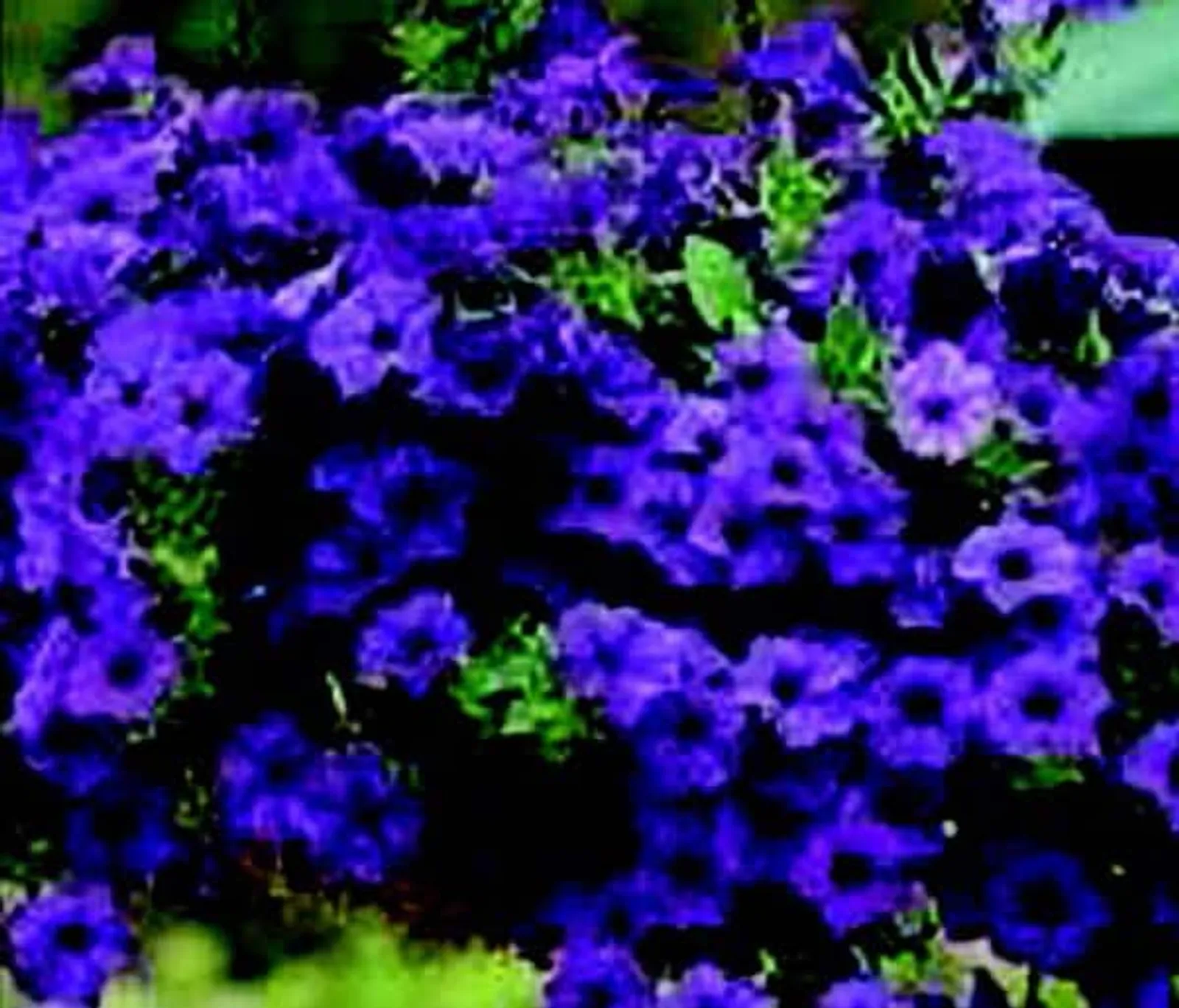 Hybrid Easy Wave Blue Spreading Petunia