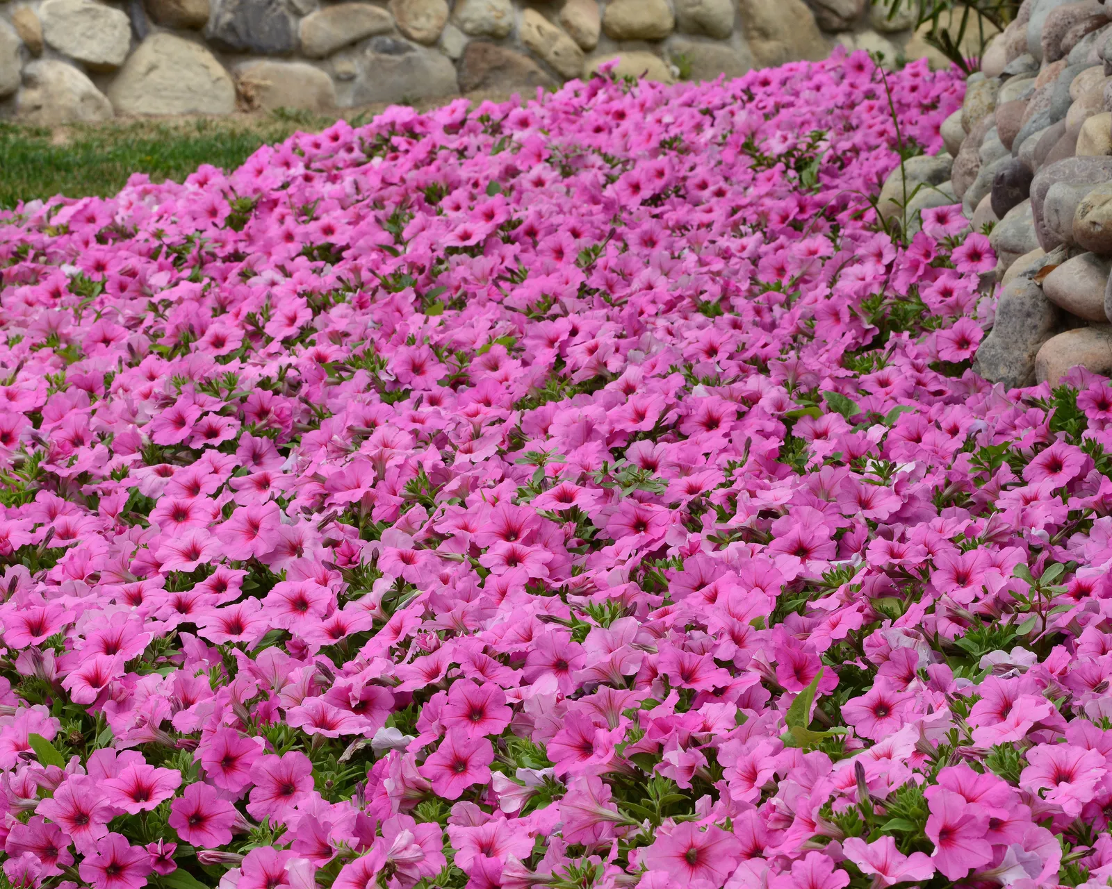 Hybrid Easy Wave Pink Passion Spreading Petunia
