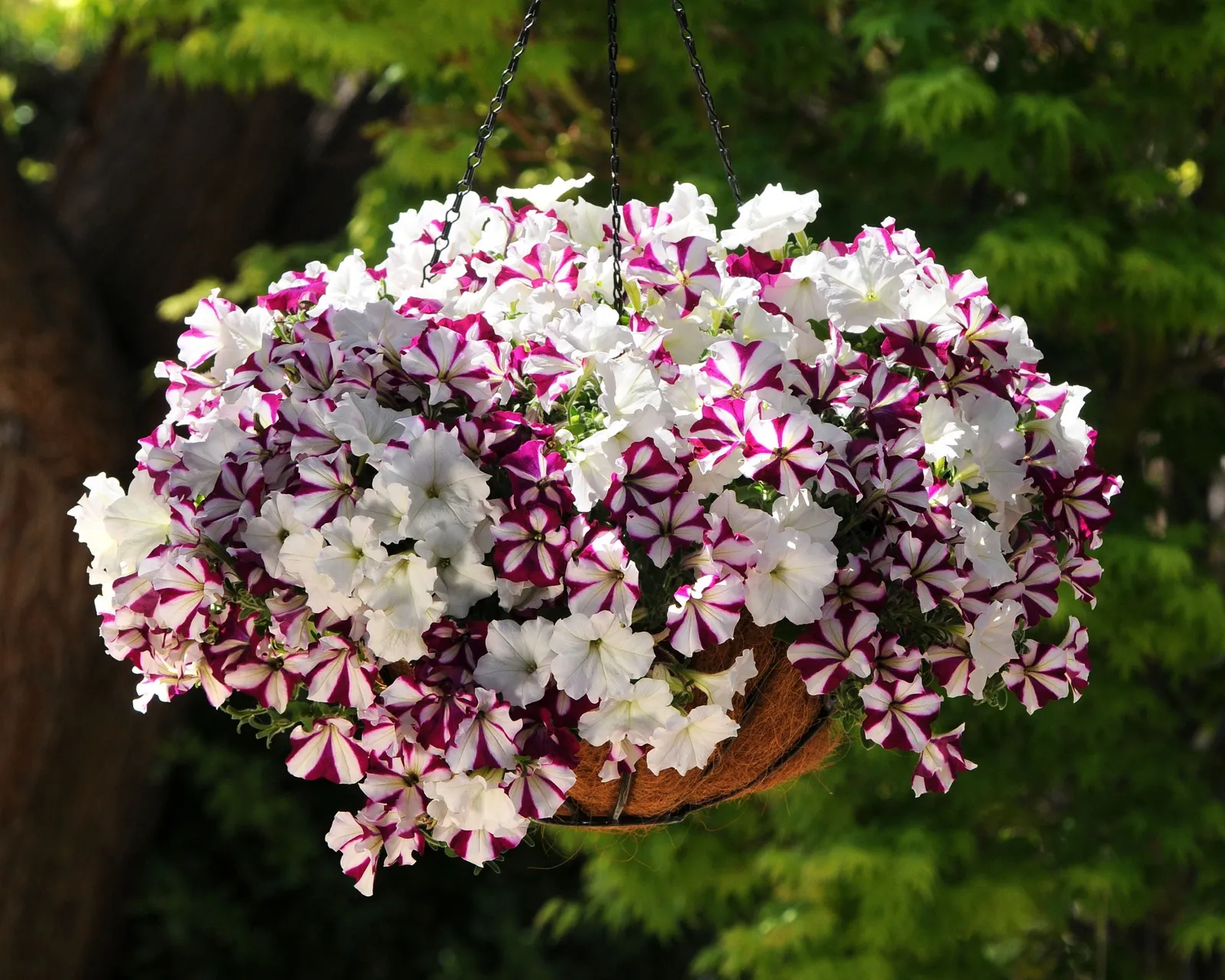 Hybrid Easy Wave Starfish Mix Spreading Petunia