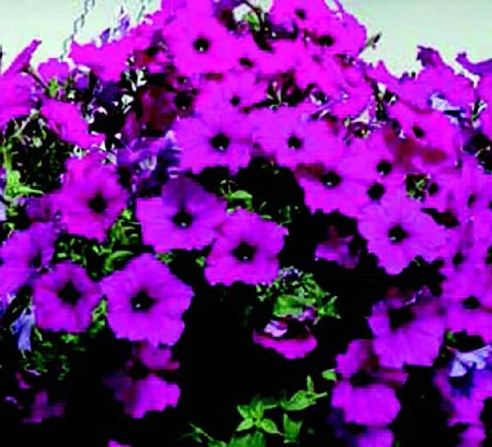 Hybrid Easy Wave Violet Spreading Petunia