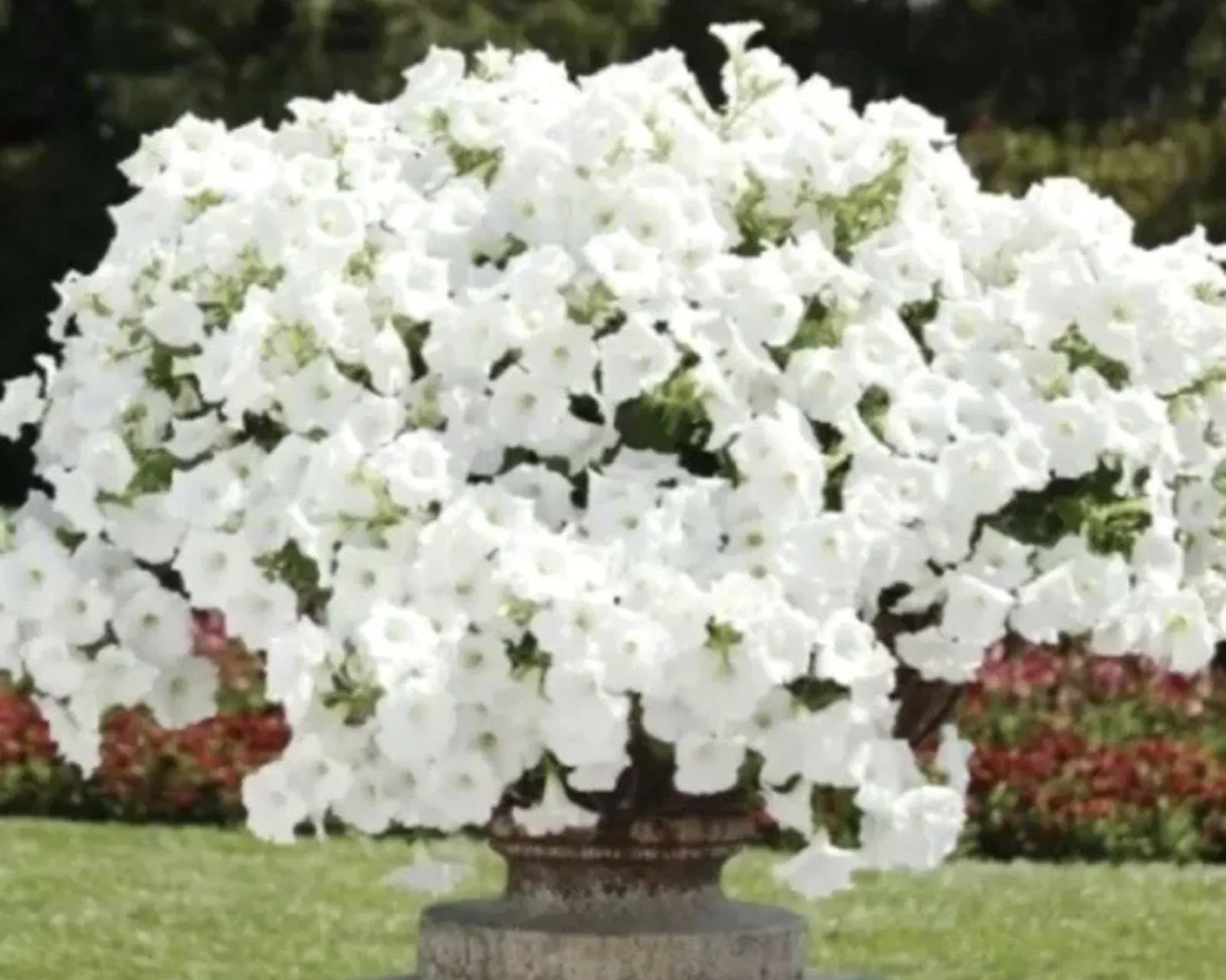 Hybrid Easy Wave White Spreading Petunia