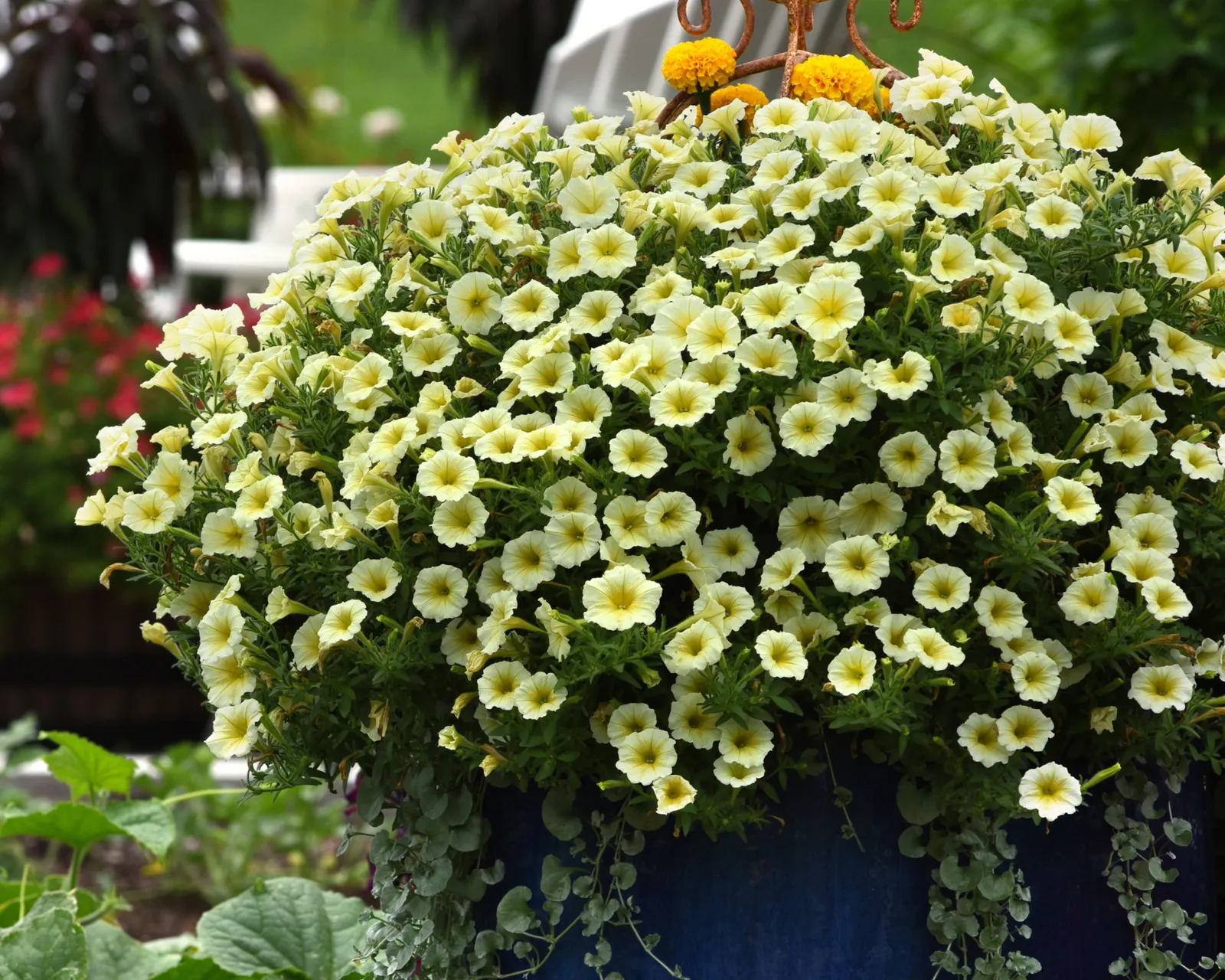 Hybrid Easy Wave Yellow Spreading Petunia