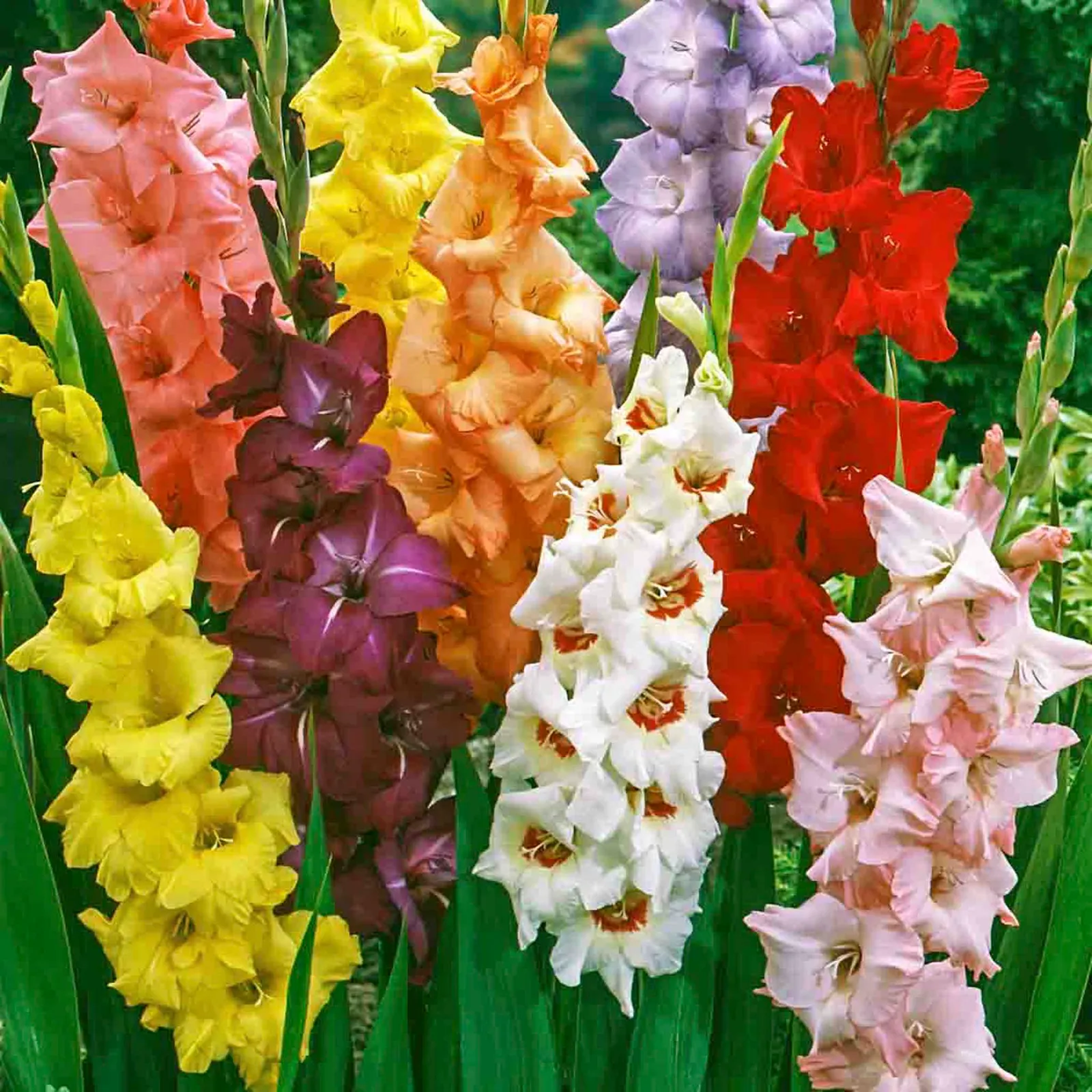 Hybrid Mix Gladiolus