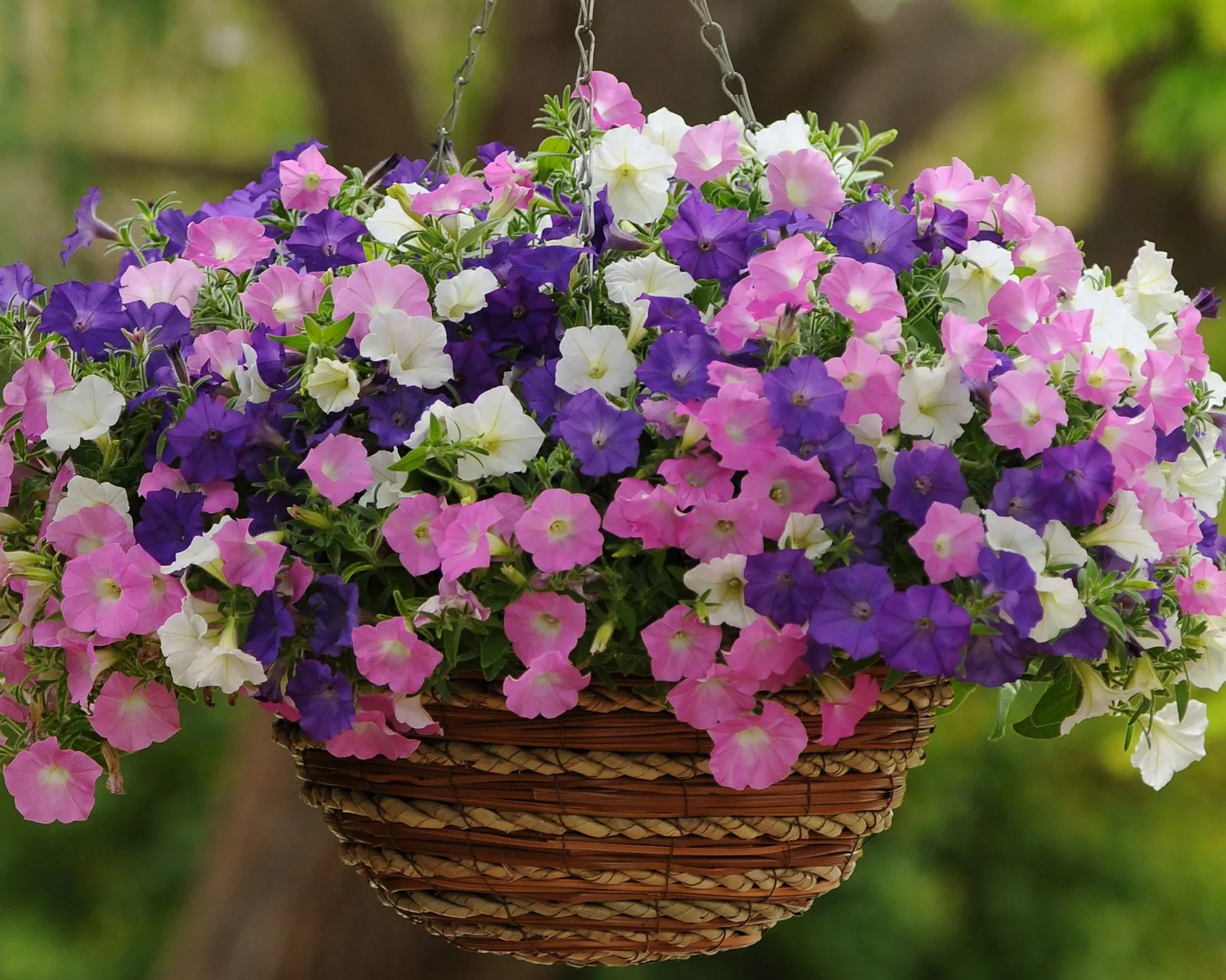 Hybrid Shock Wave® Spark Mix Spreading Petunia