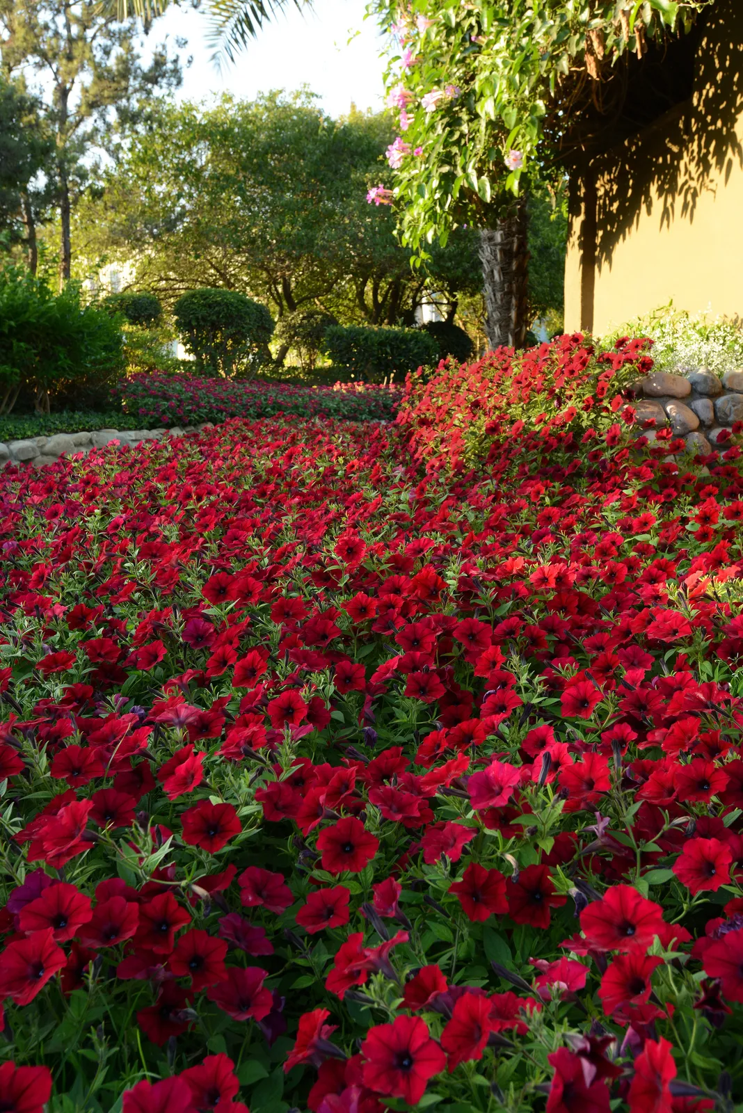 Hybrid Tidal Wave® Red Velour Spreading Petunia