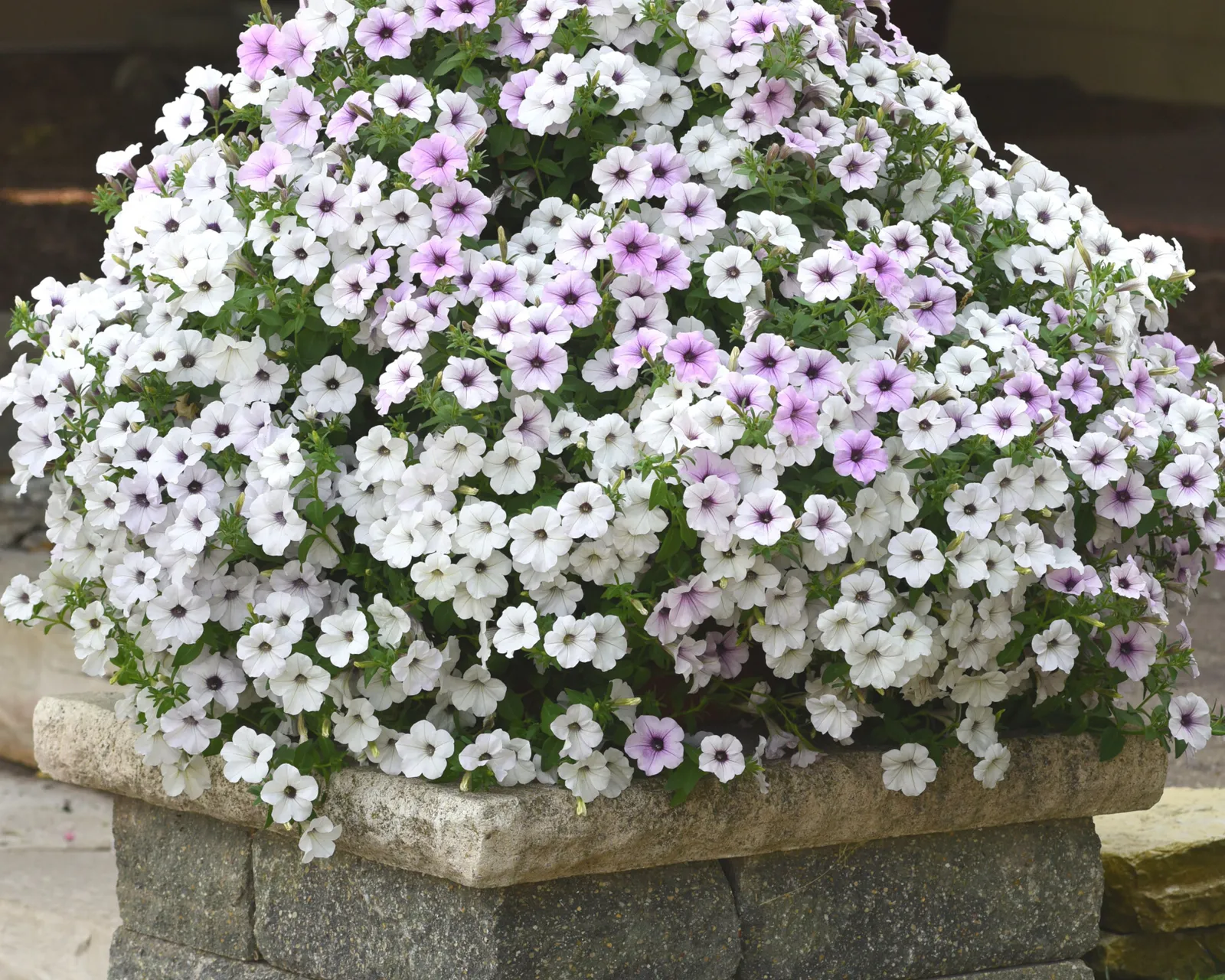 Hybrid Tidal Wave® Silver Spreading Petunia