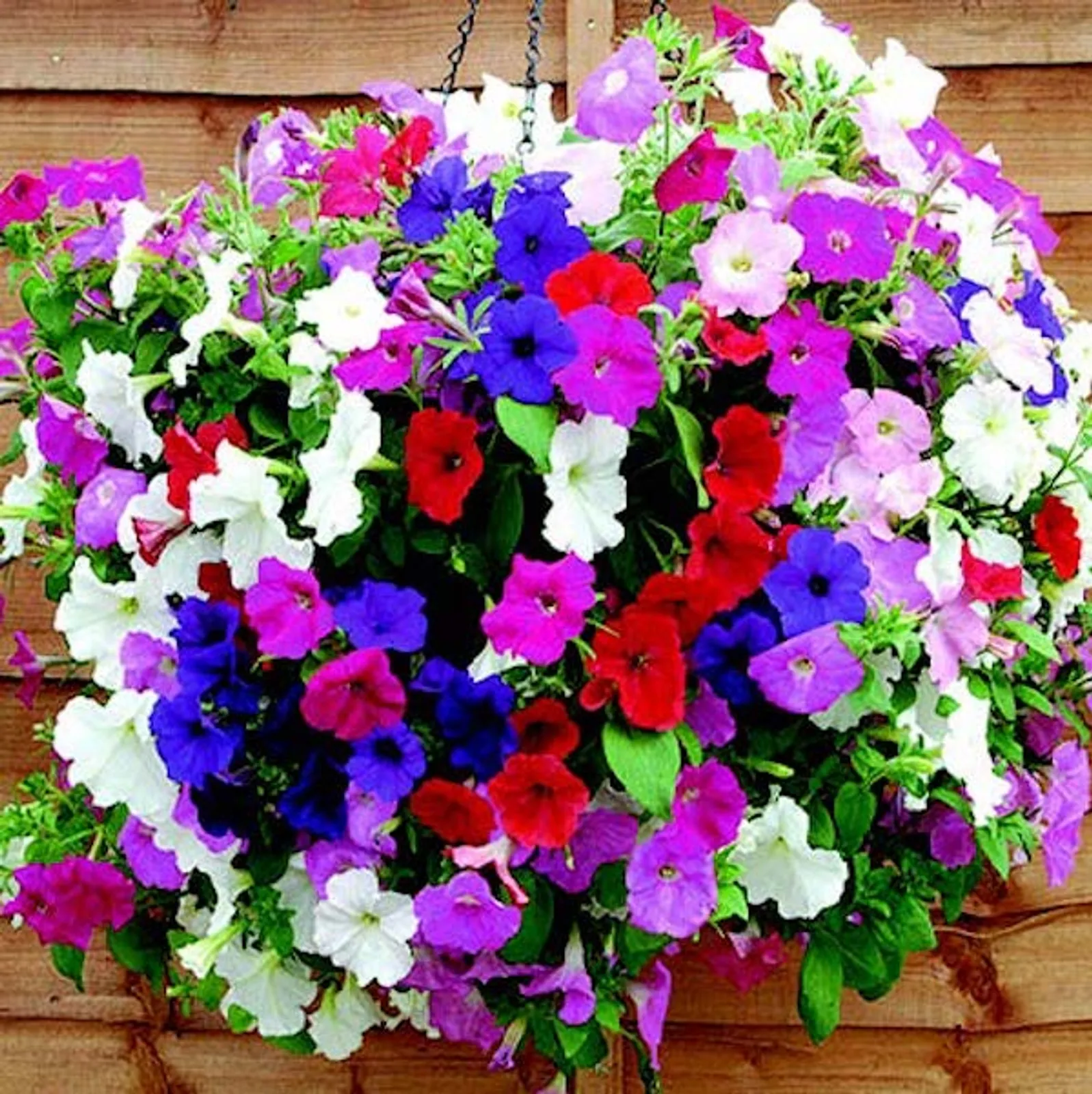 Hybrid Trilogy Custom Mix Spreading Petunia
