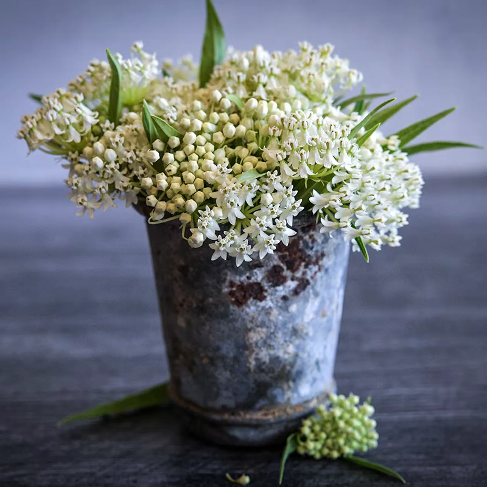 Ice Ballet Milkweed