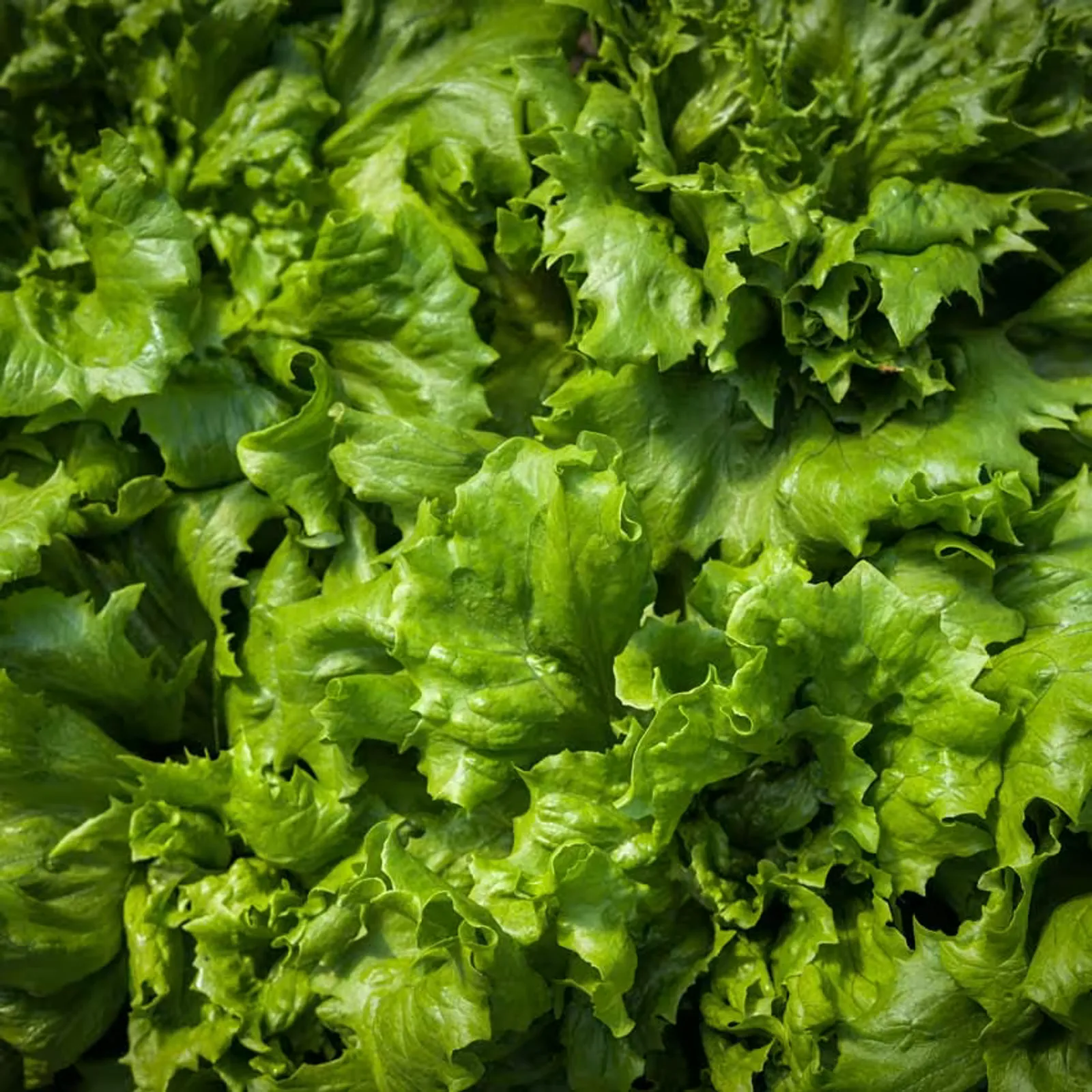 Ice Queen Lettuce