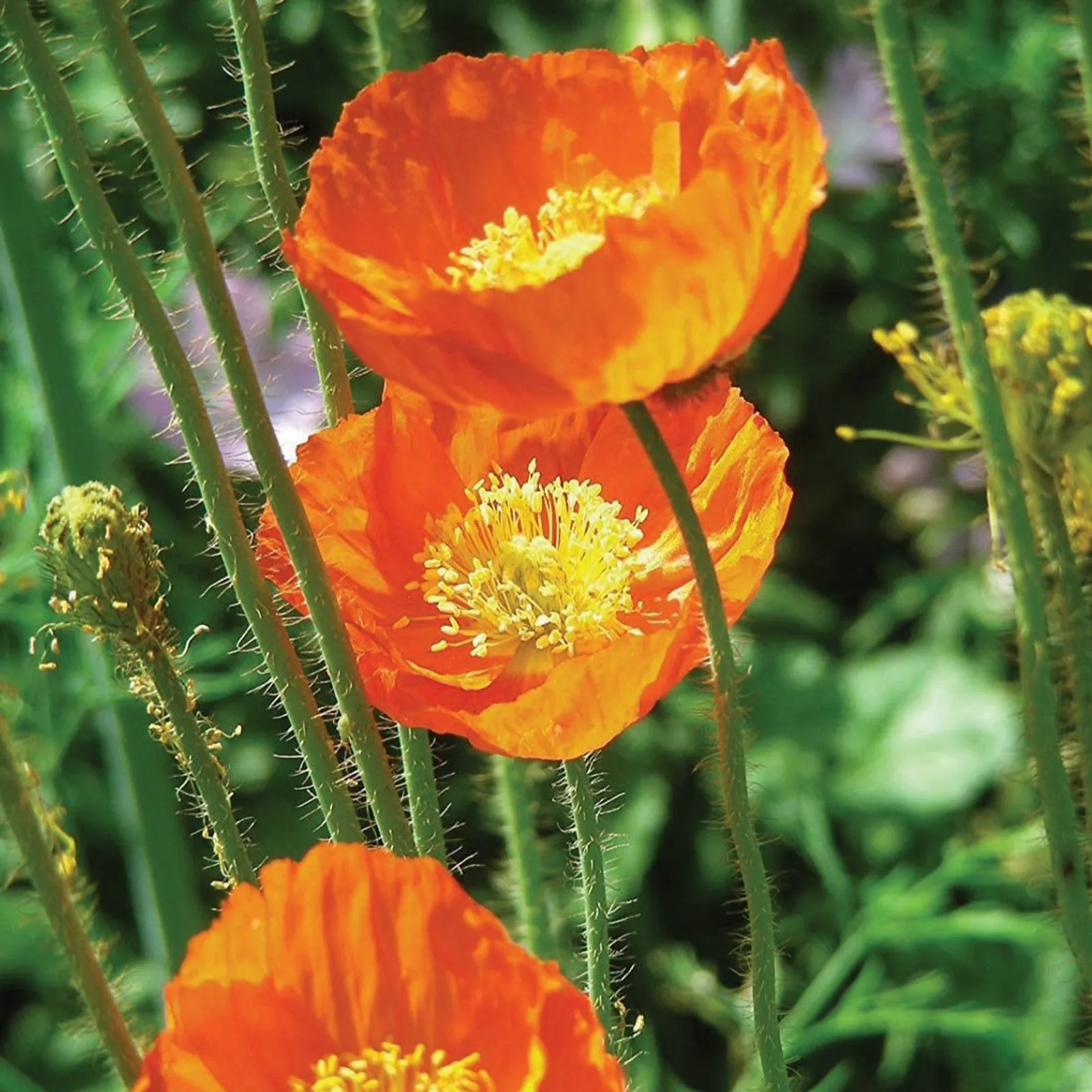 Iceland Poppies