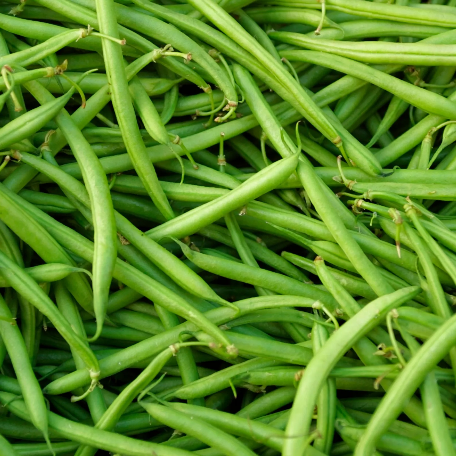 Ideal Market Beans