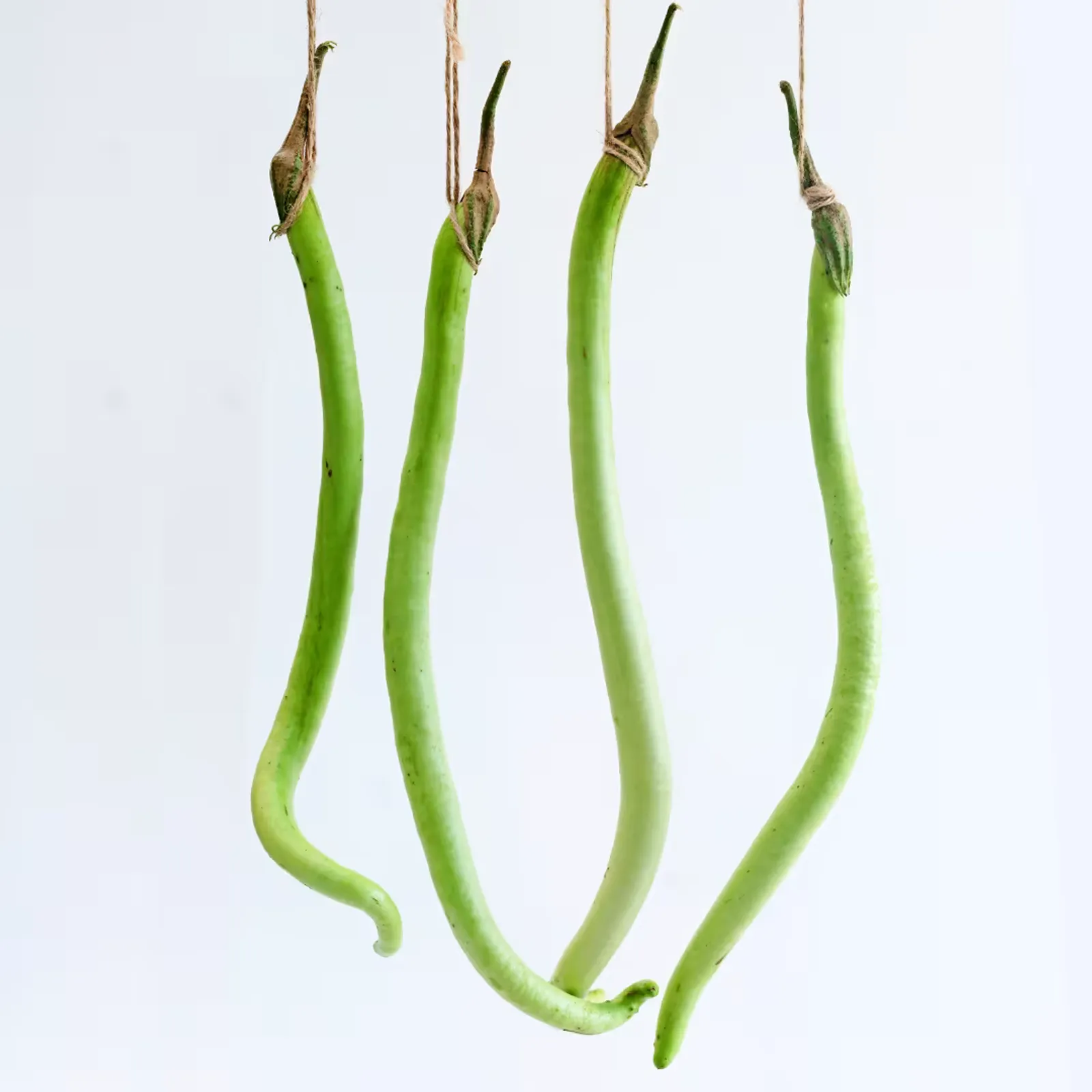Illikomban Eggplant