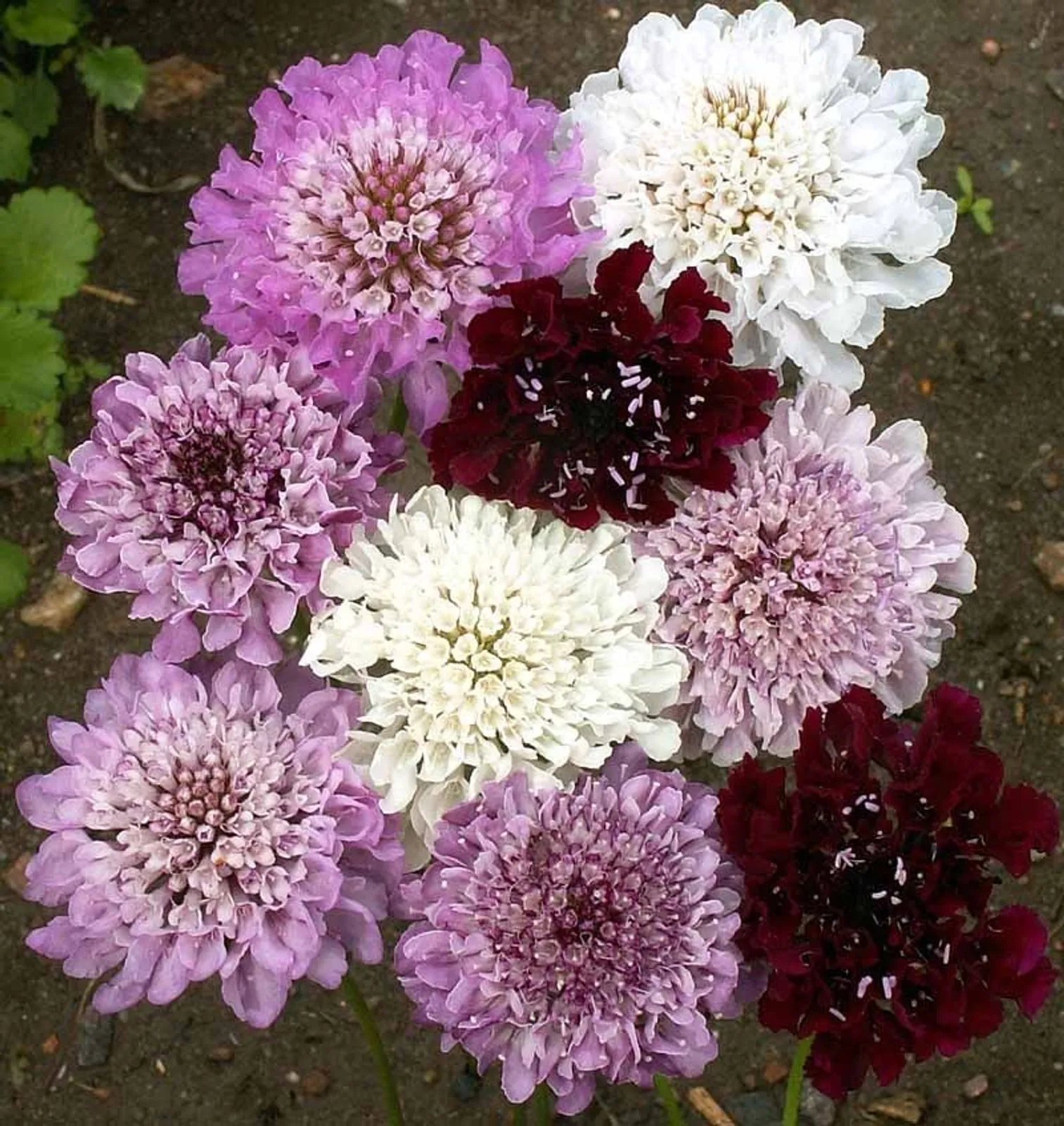 Imperial Mix Pincushion Scabiosa