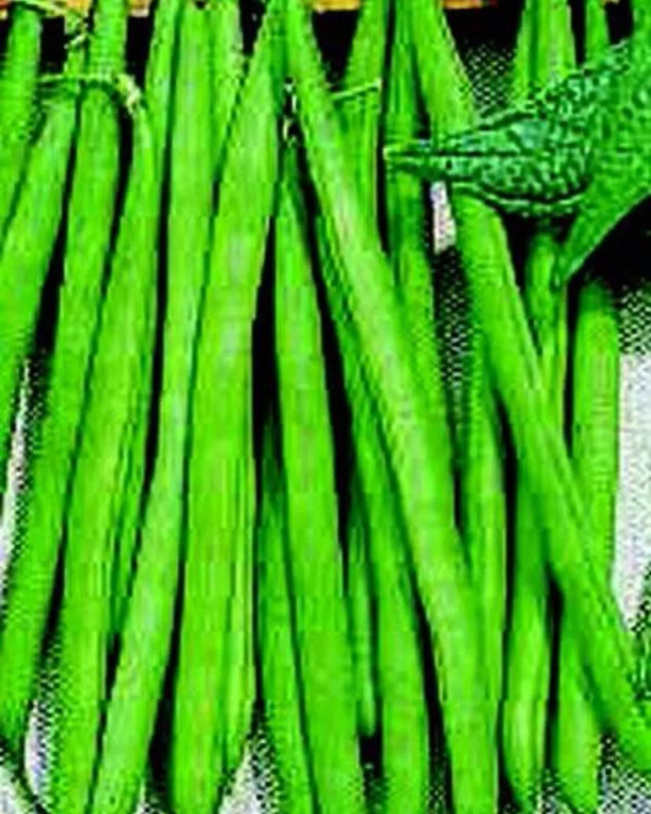 Improved Tendergreen Beans