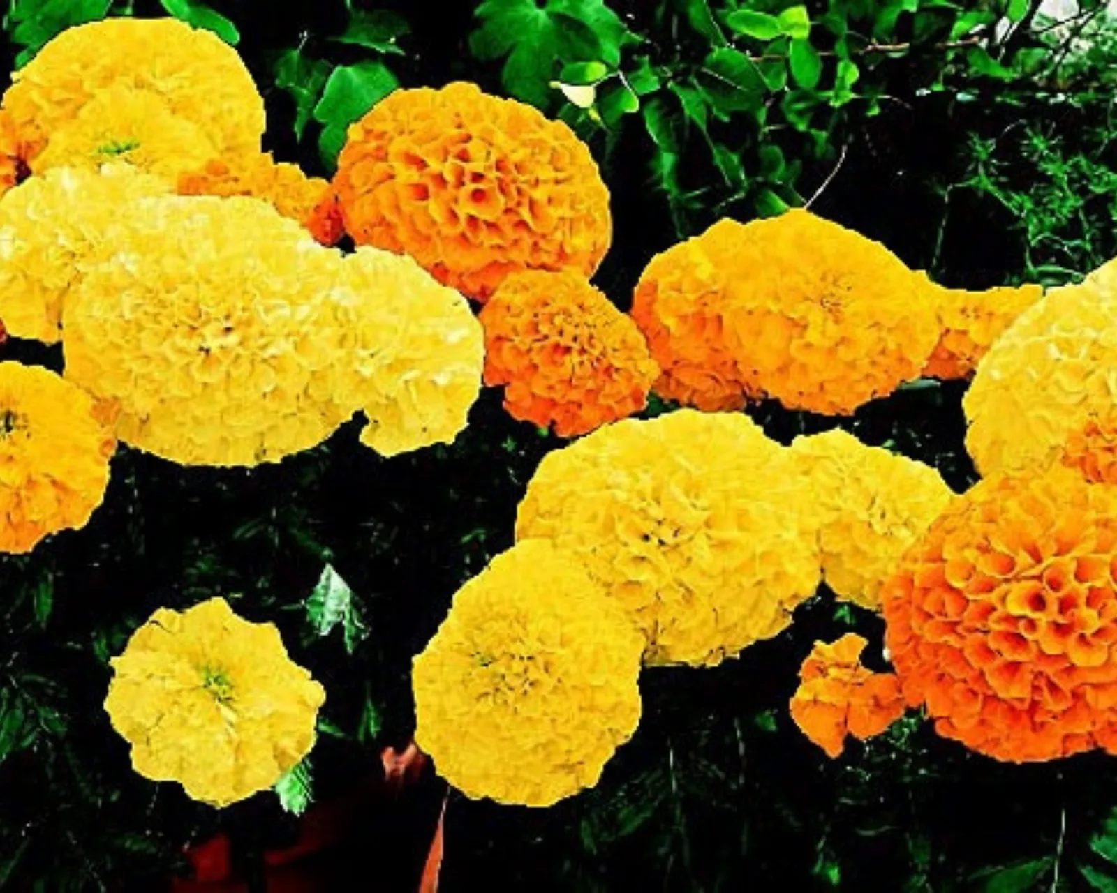 Inca II Hybrid Mix Marigold