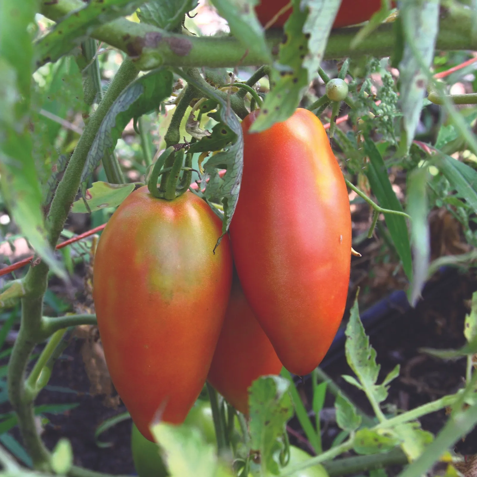 Inciardi Paste Tomatoes