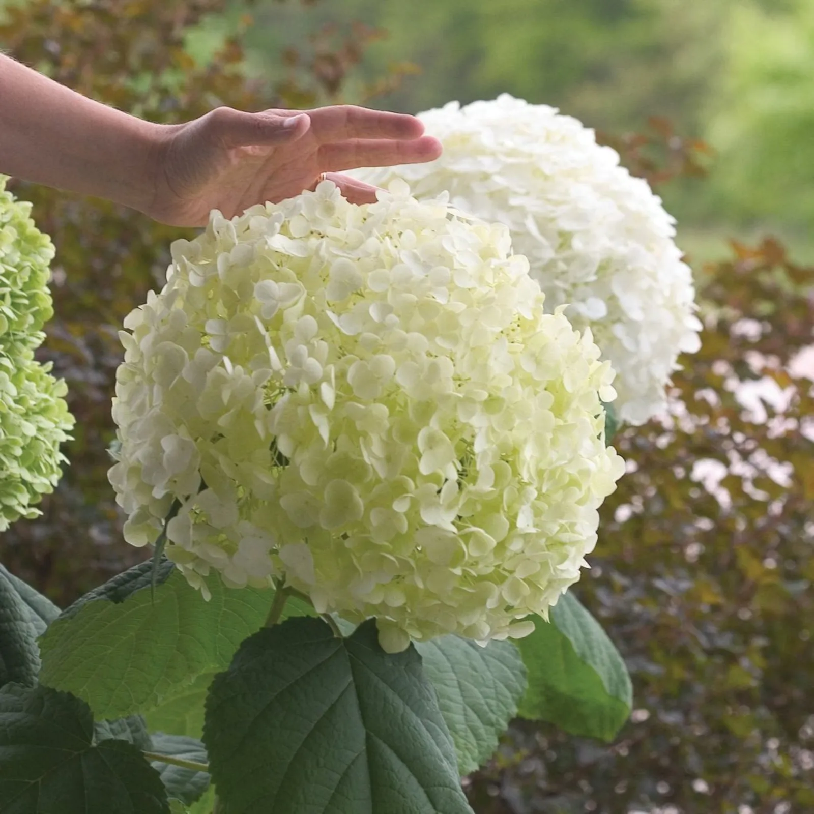 Incrediball Hydrangea
