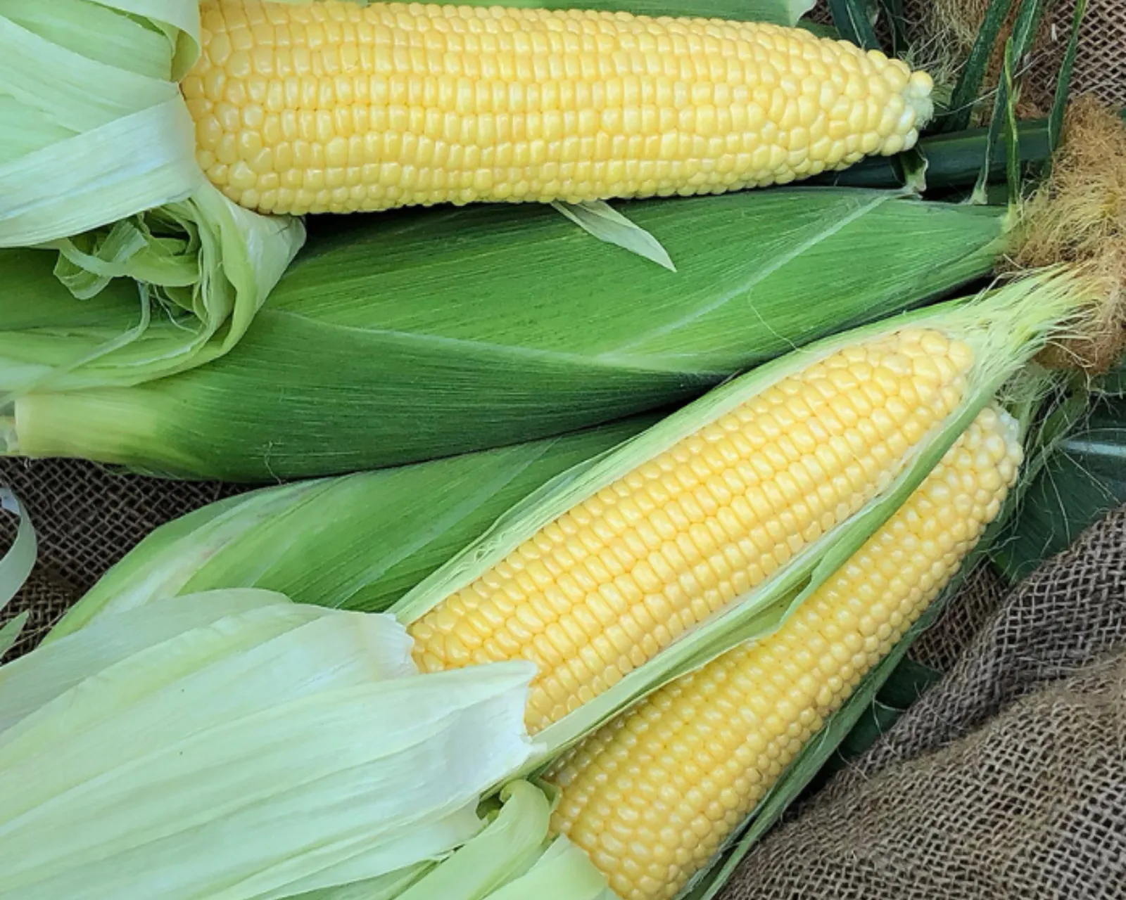 Incredible RM (Yellow Se+) Corn