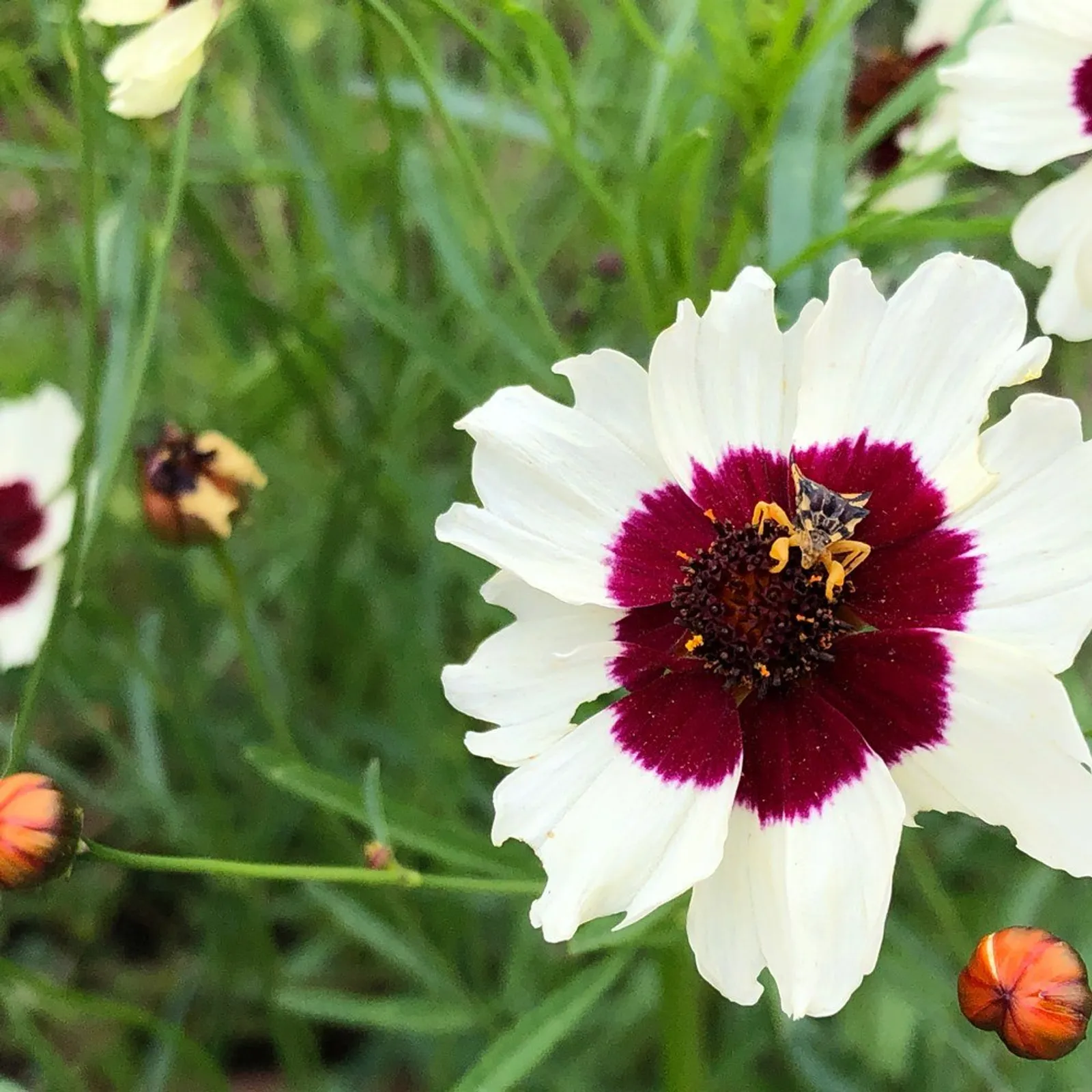 Incredible! Swirl Coreopsis Cosmos