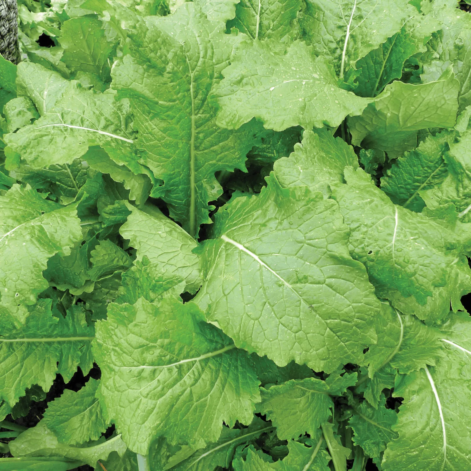 Florida Broad Leaf Mustard