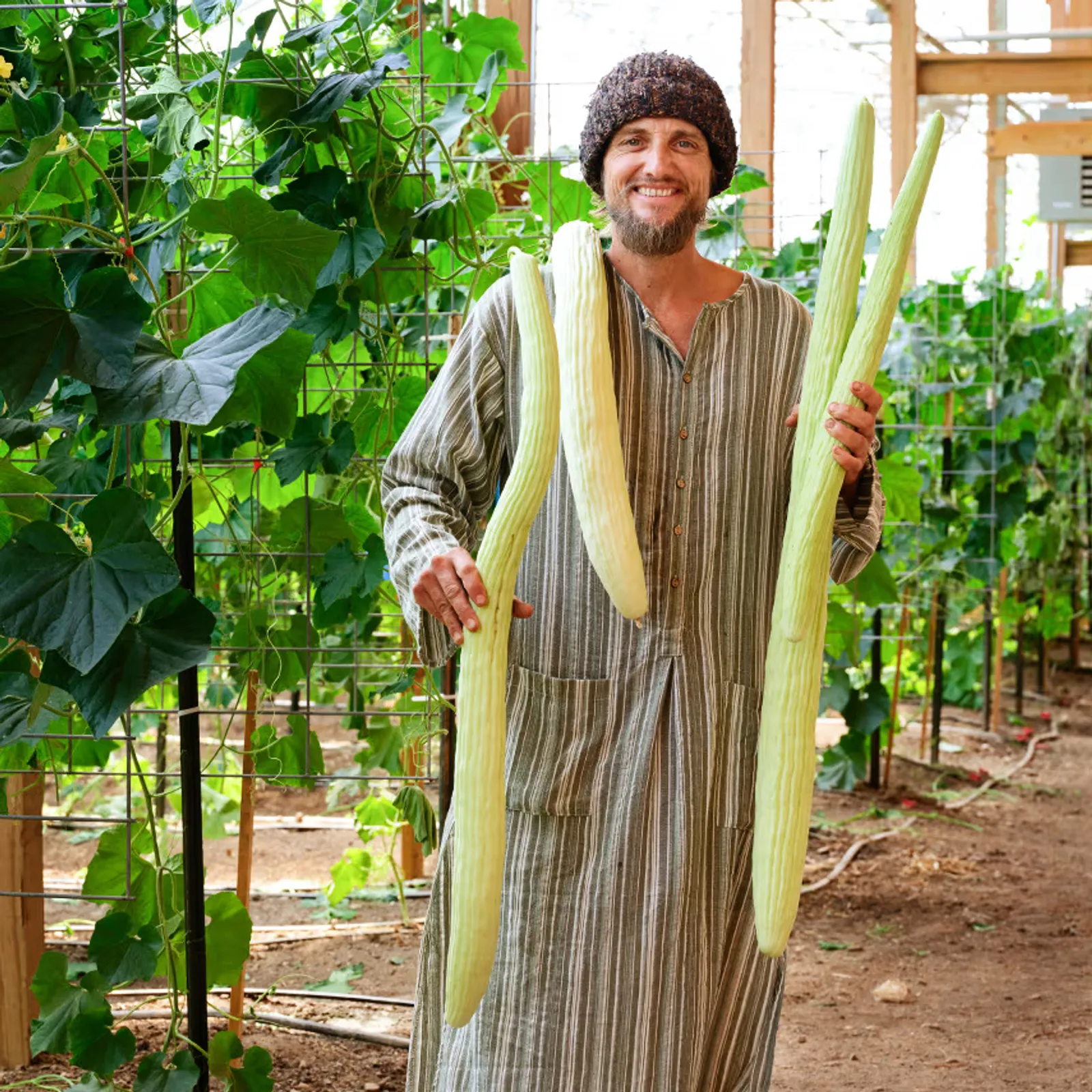Indian Snake Cucumbers