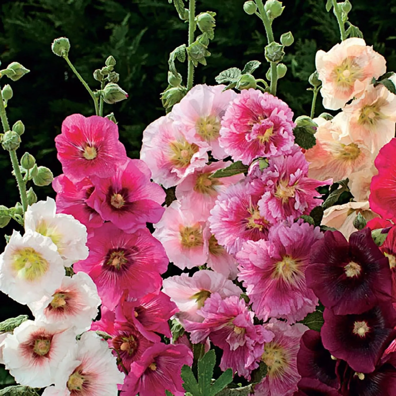 Indian Spring Mixed Colors Hollyhock