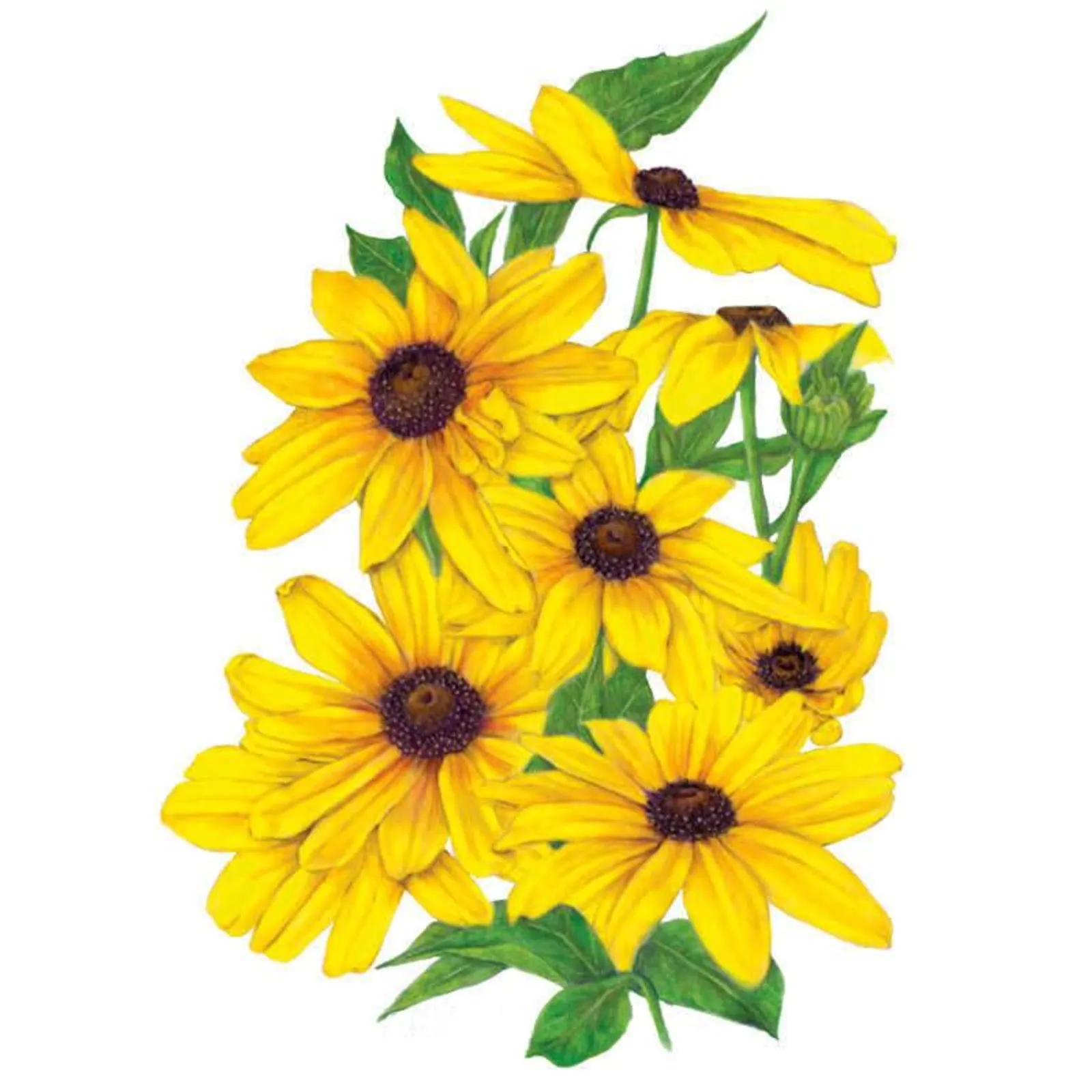Indian Summer Black-Eyed Susan