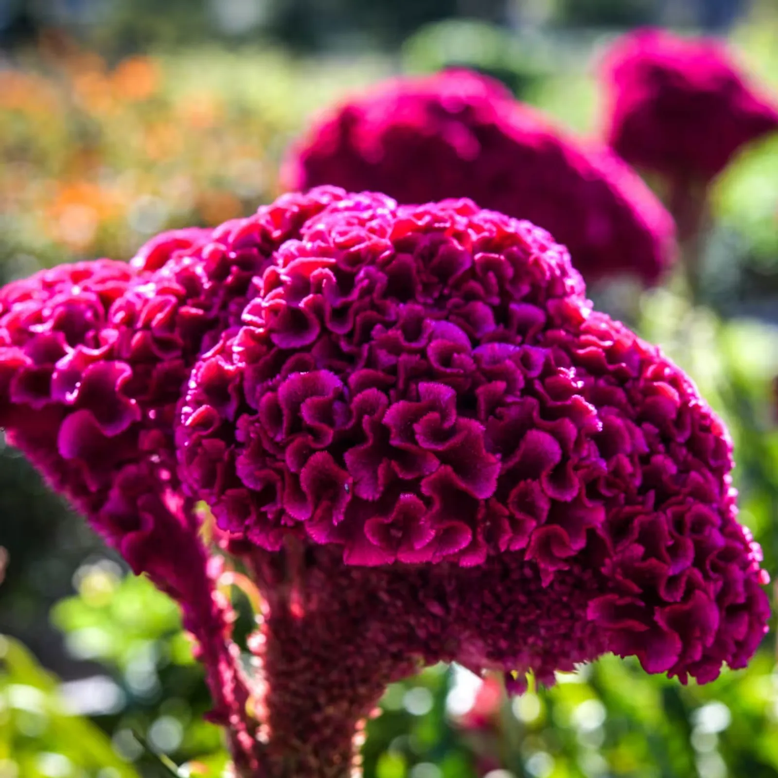 Indiana Giant Cockscomb Celosia