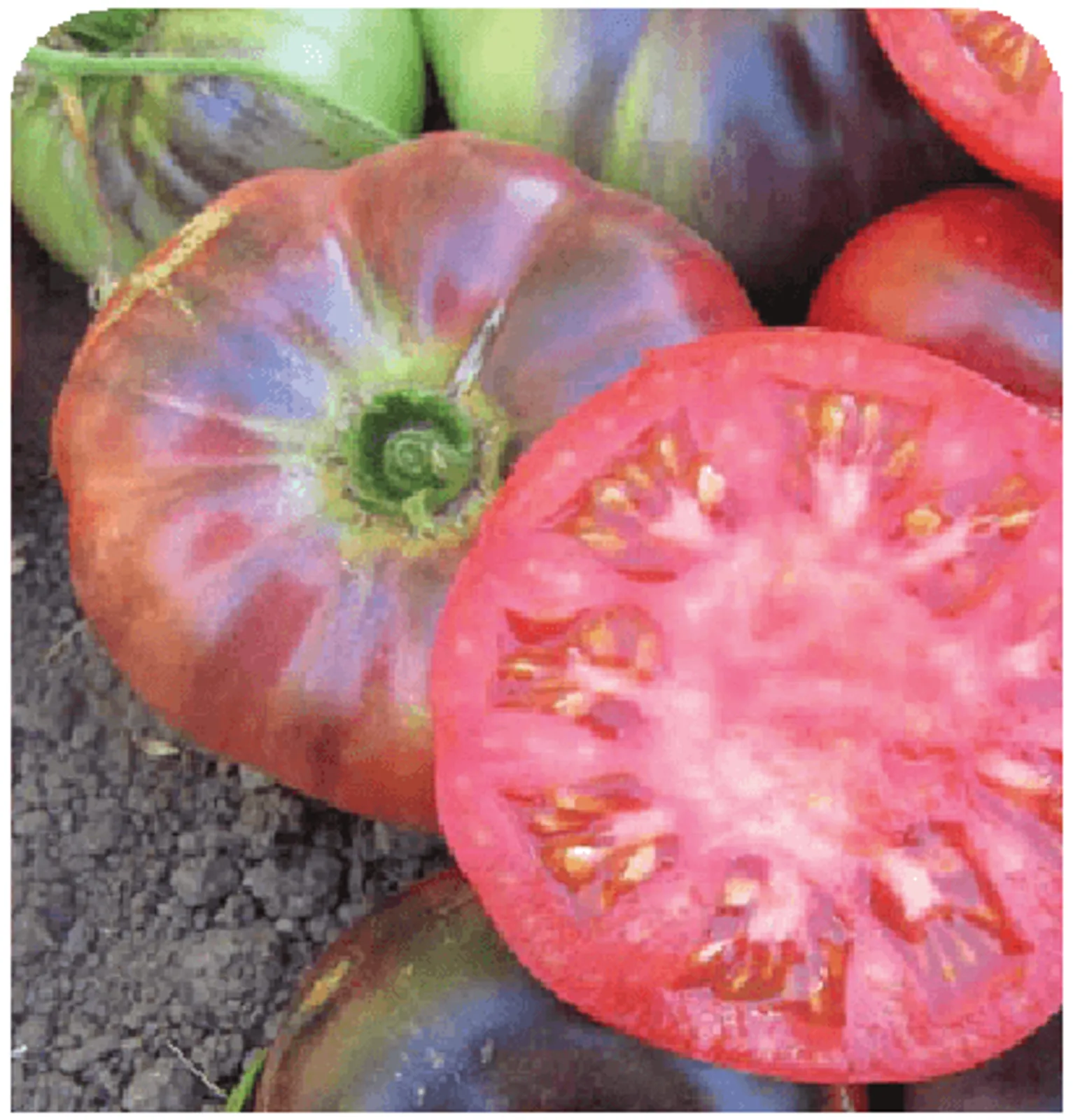Blue Beauty Tomatoes