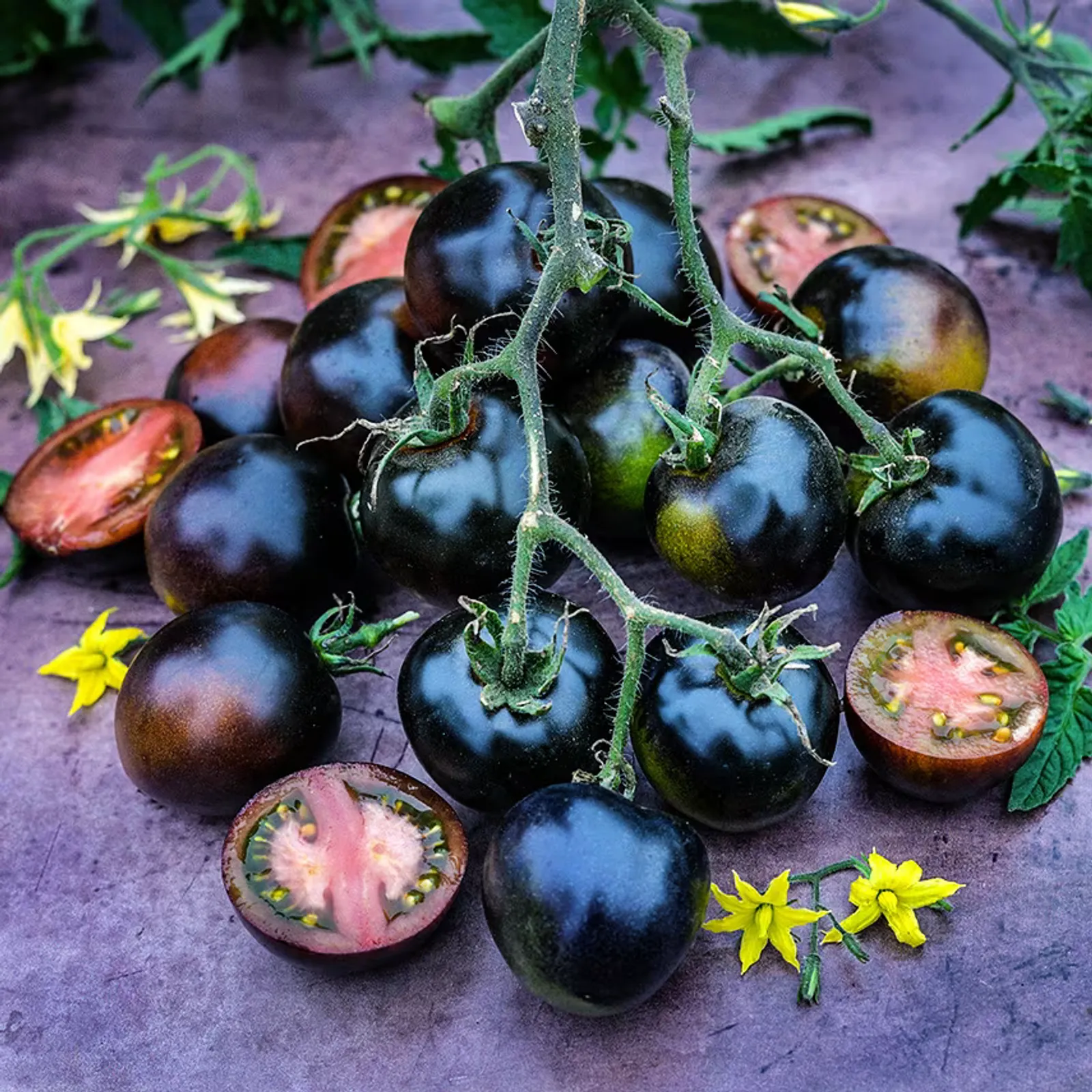 Indigo Blue Chocolate Tomatoes