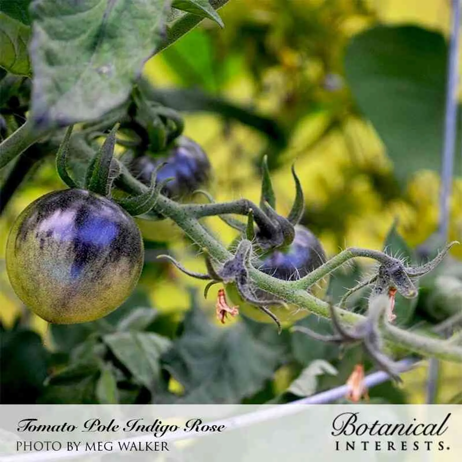 Indigo Rose Tomatoes