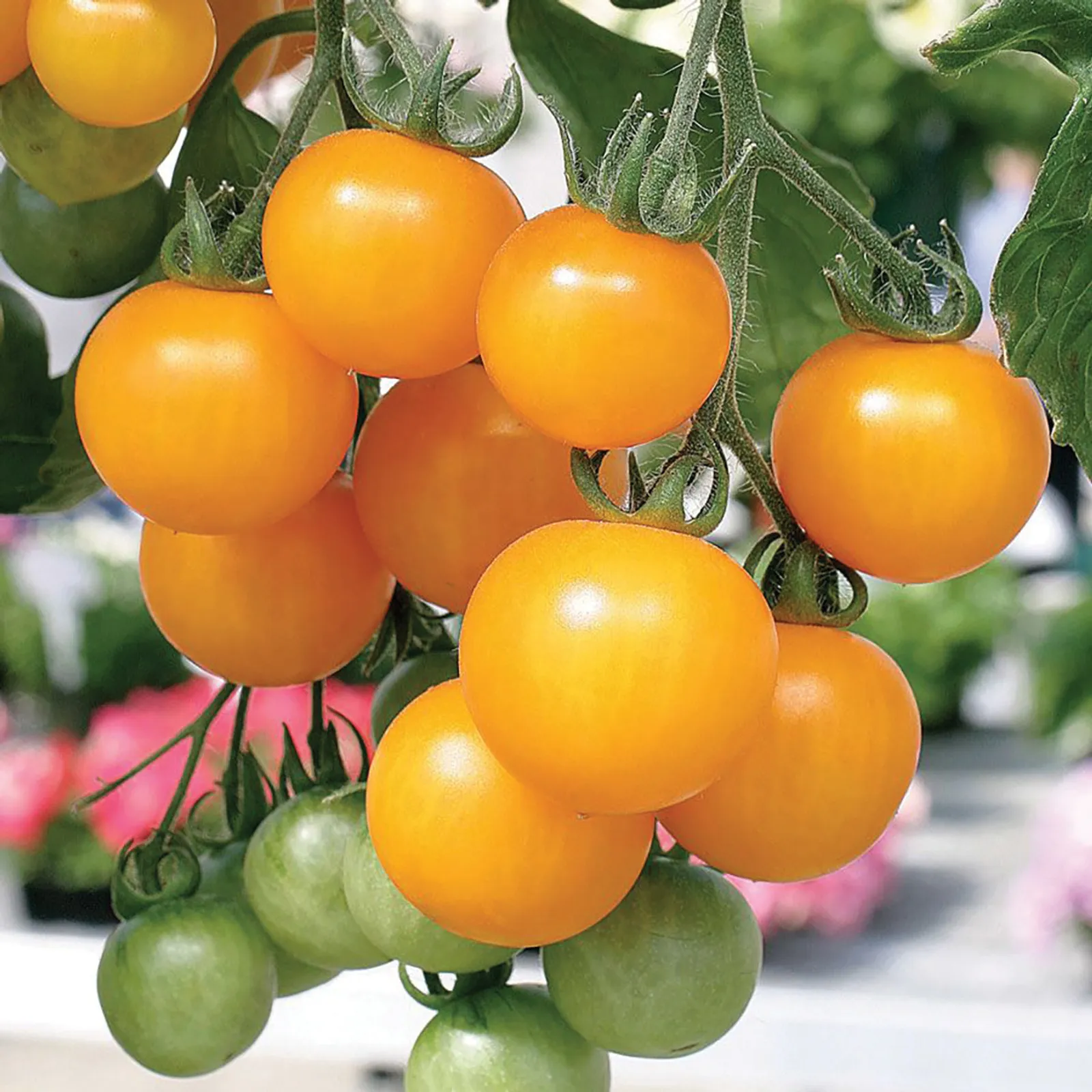 Inglehart Tomatoes