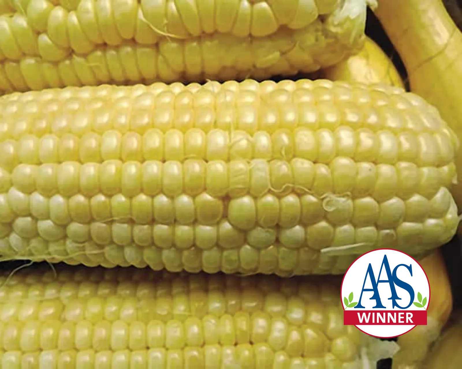 Iochief (Yellow Su) Corn