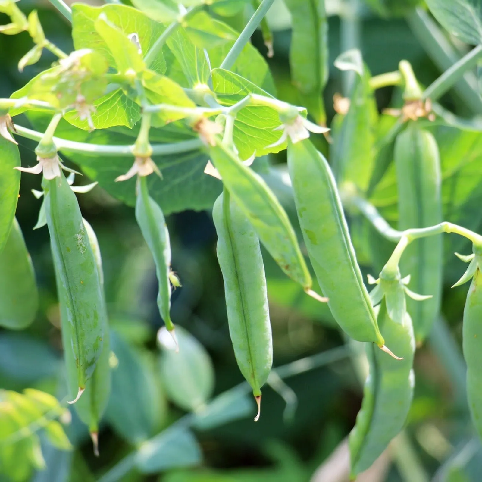Iona Shelling Petite Peas