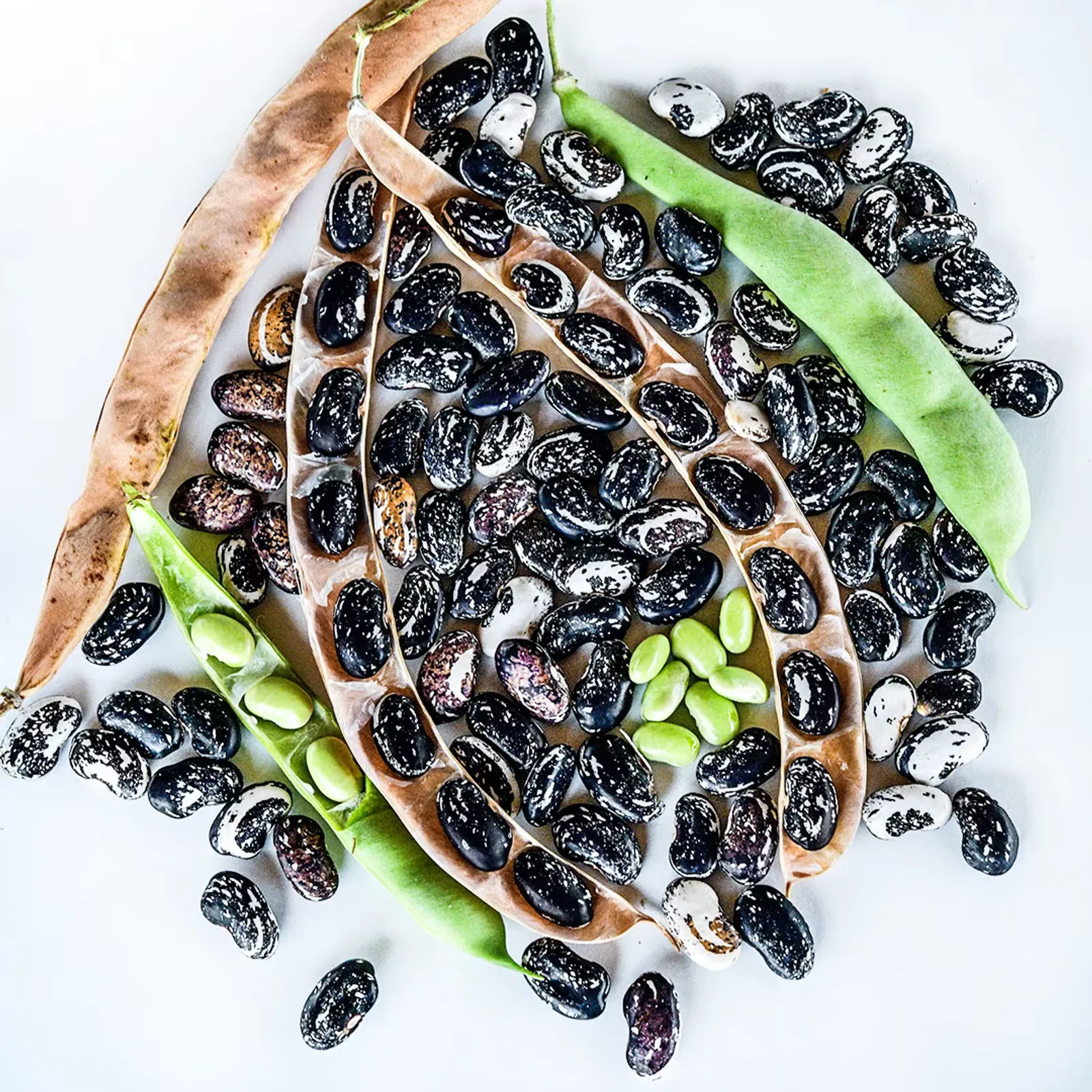 Iroquois Skunk Beans