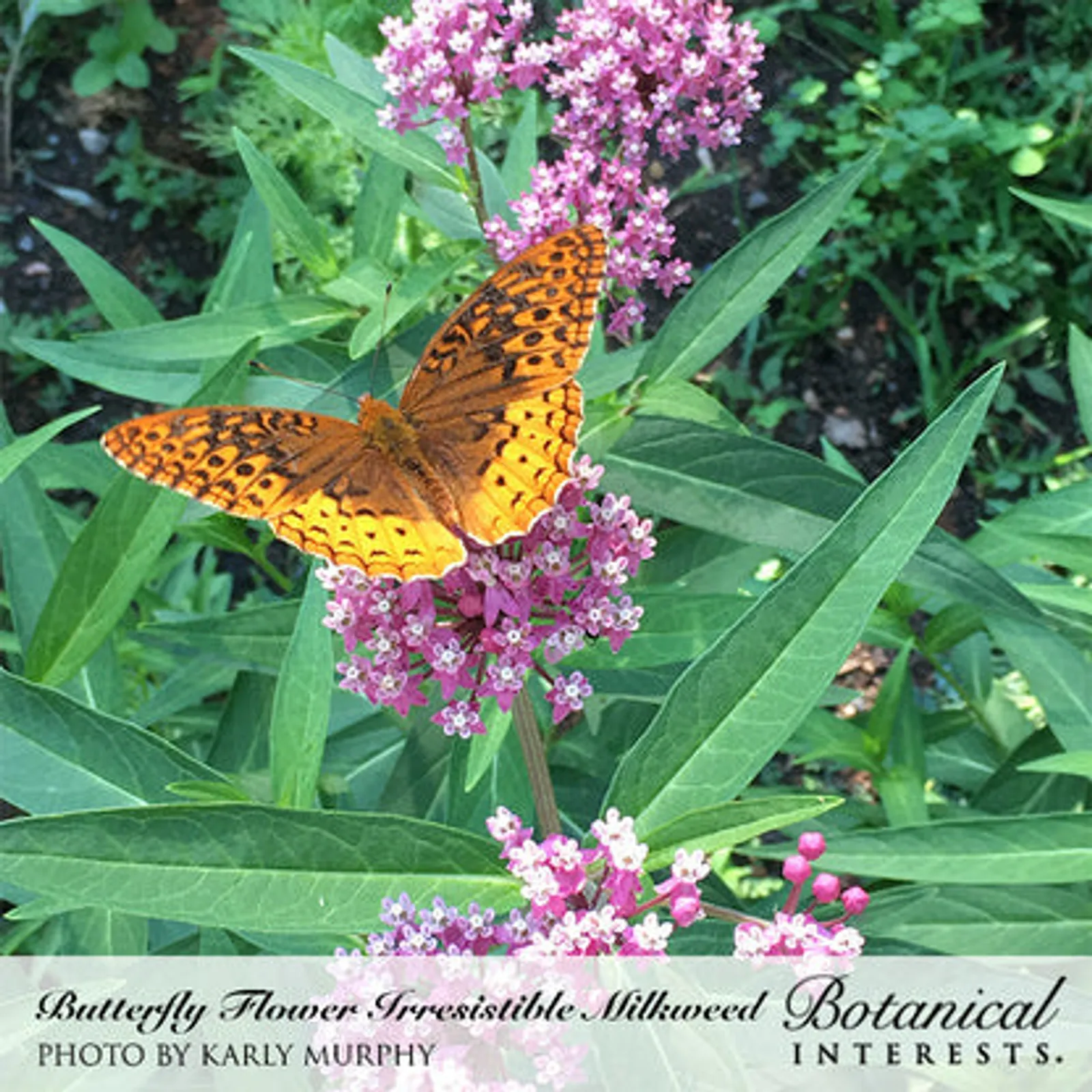 Irresistible Blend Milkweed