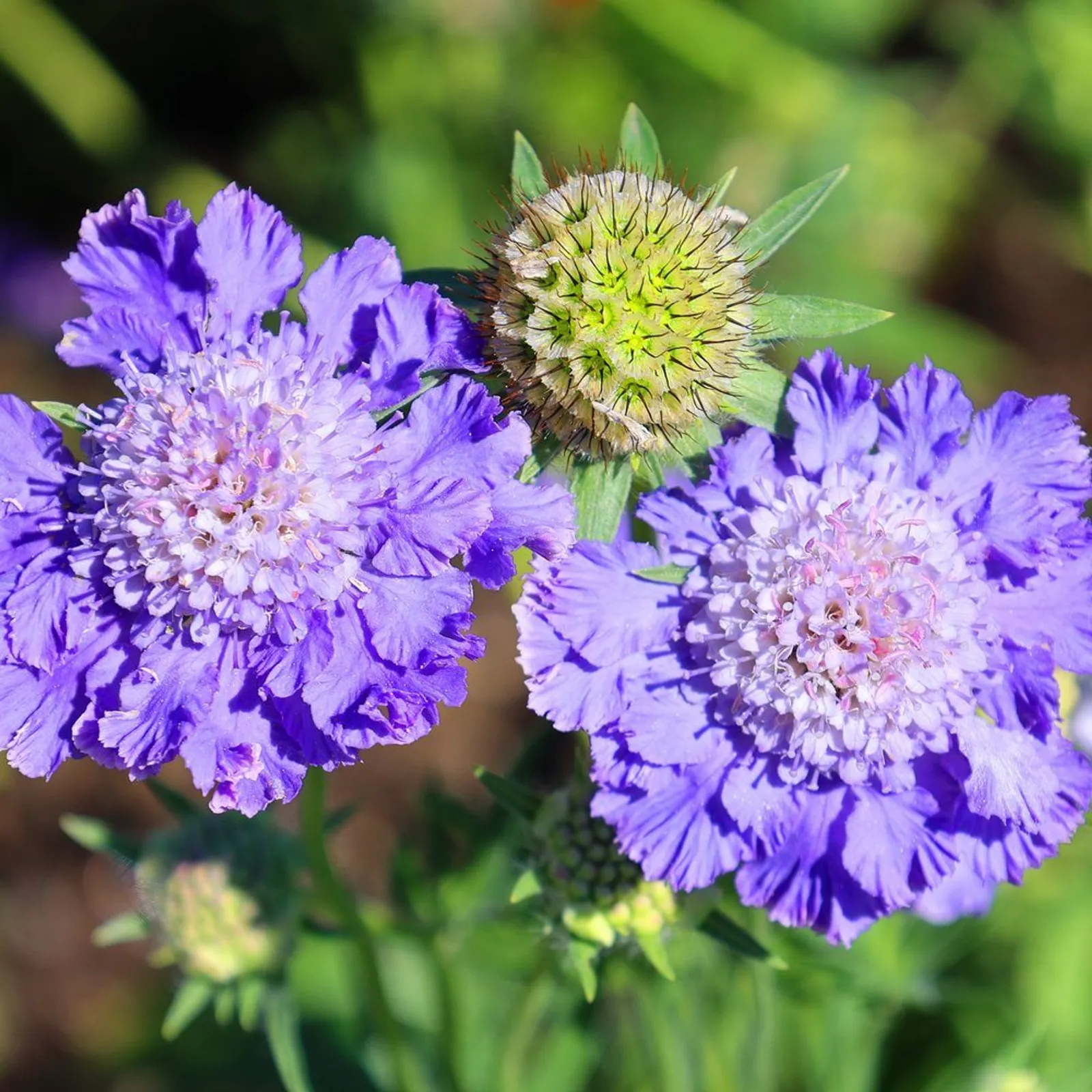 Isaac House Blend Pincushion Flower Scabiosa