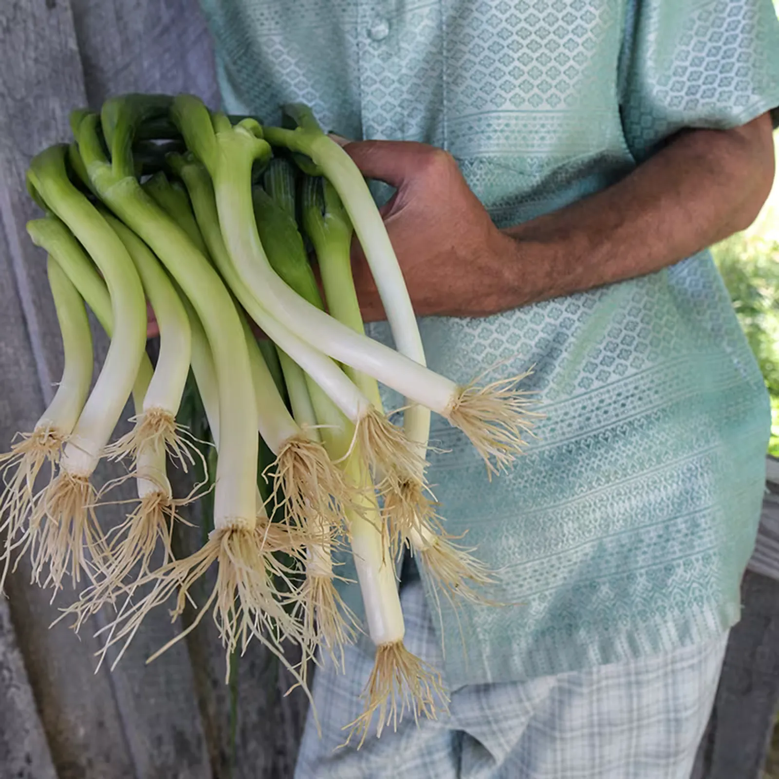 Ishikura Bunching Onions